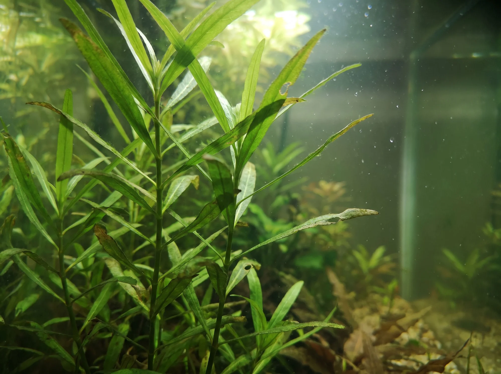 Narrow-leaf Hygrophila