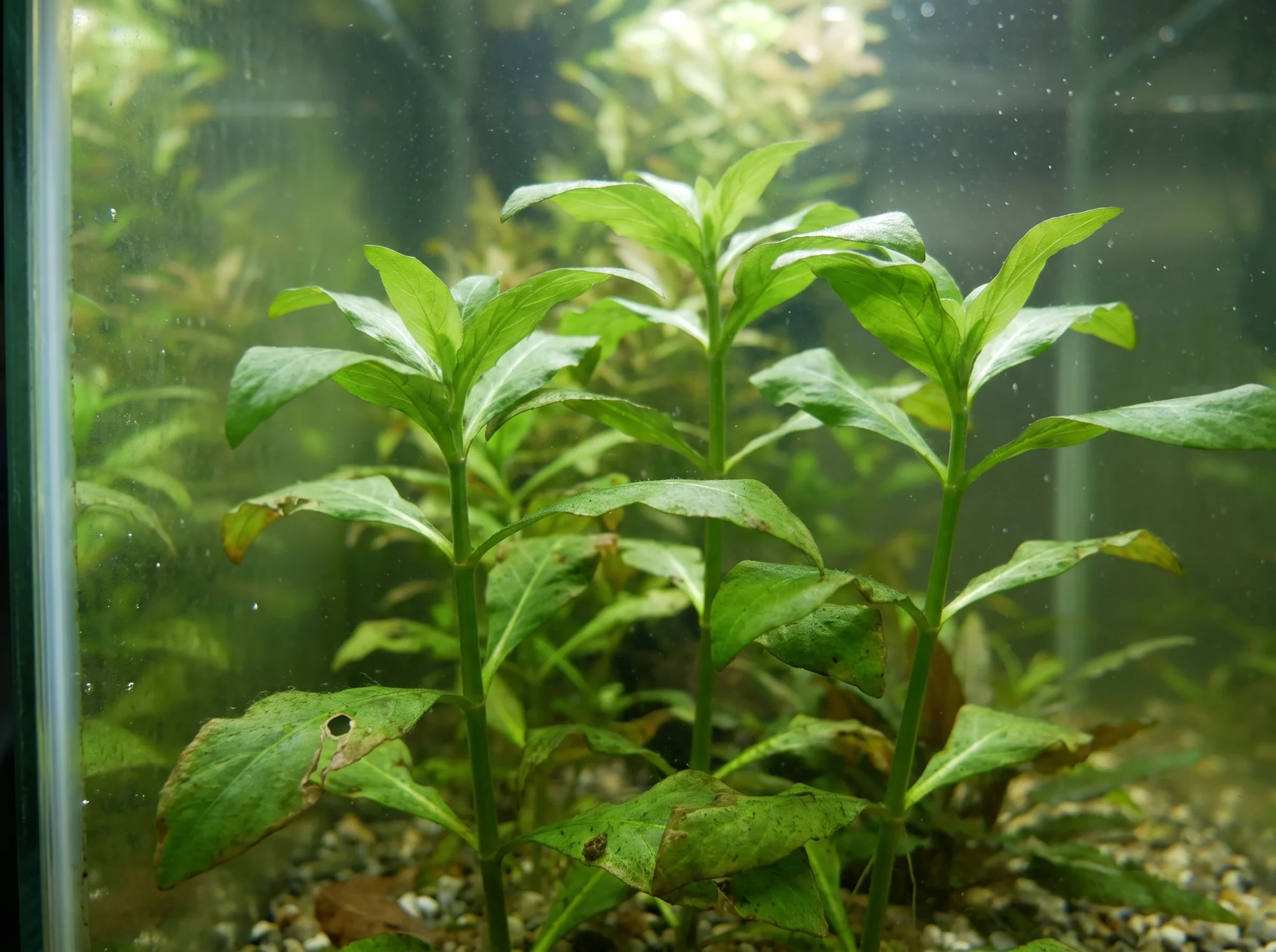 Temple Plant