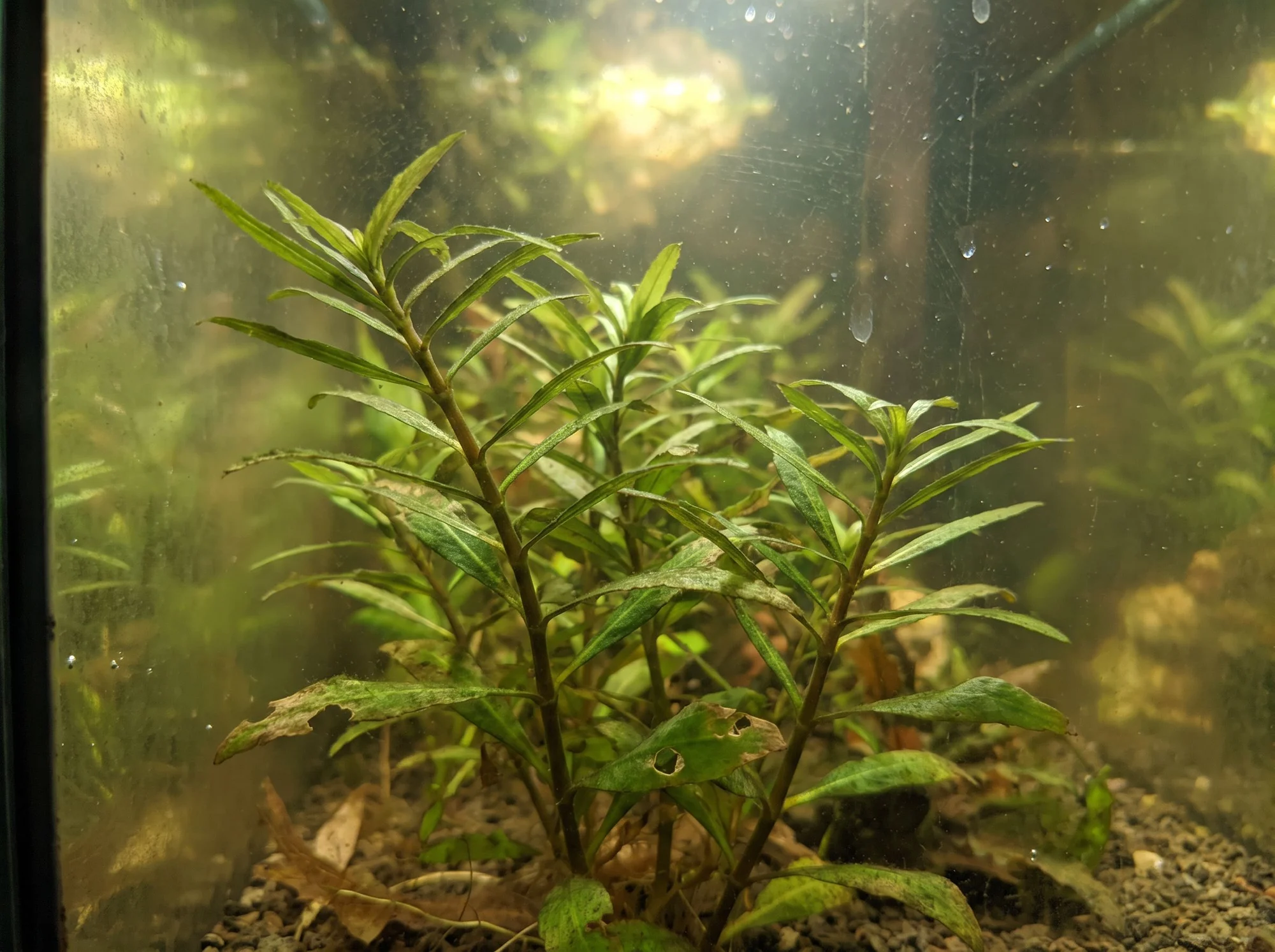 Glush Weed