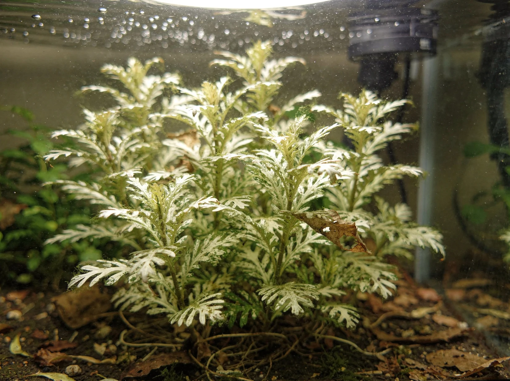 Hygrophila difformis 'Weiß