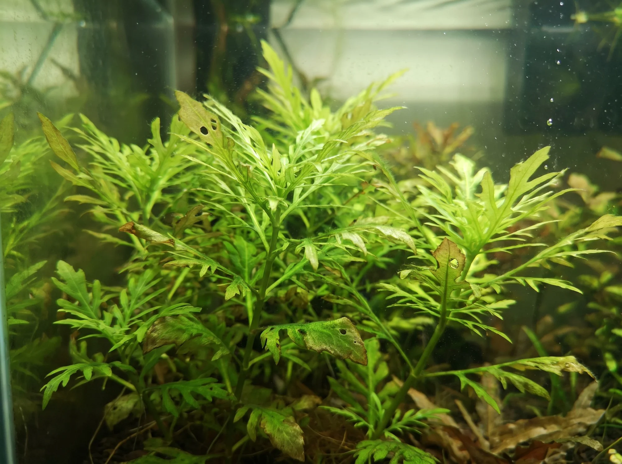 Water Wisteria