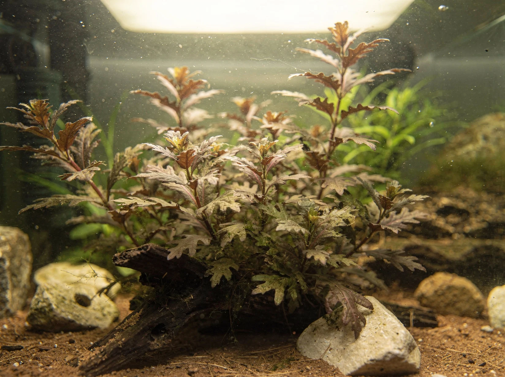 Pinnate Hygrophila