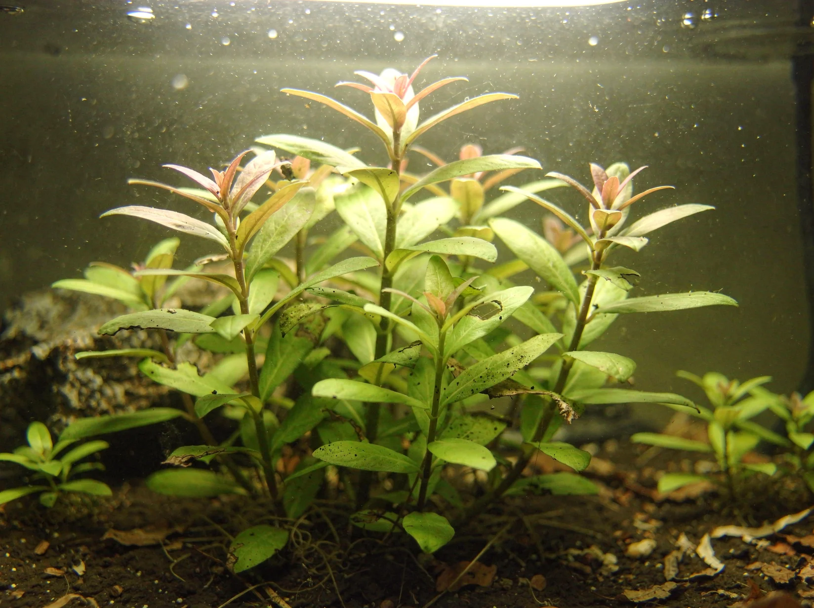 Hygrophila polysperma 'Big leaf'