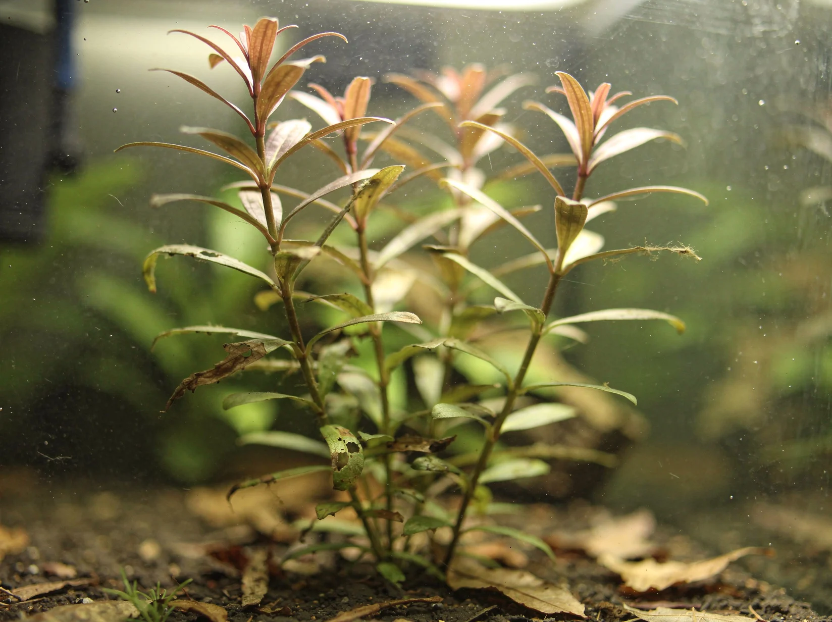Hygrophila polysperma ''Ceylon''