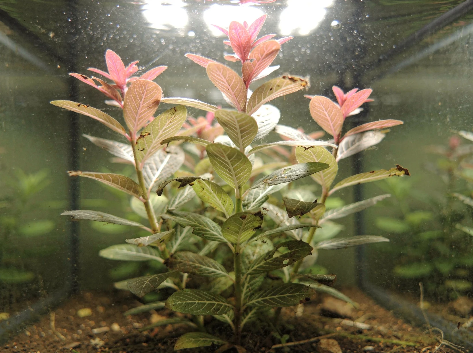 Hygrophila polysperma 'Sunset' ('Rosanervig')