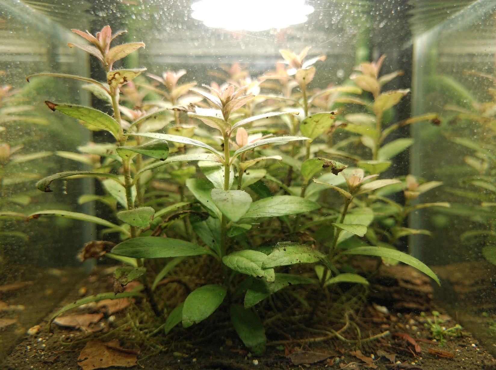 Dwarf Hygrophila