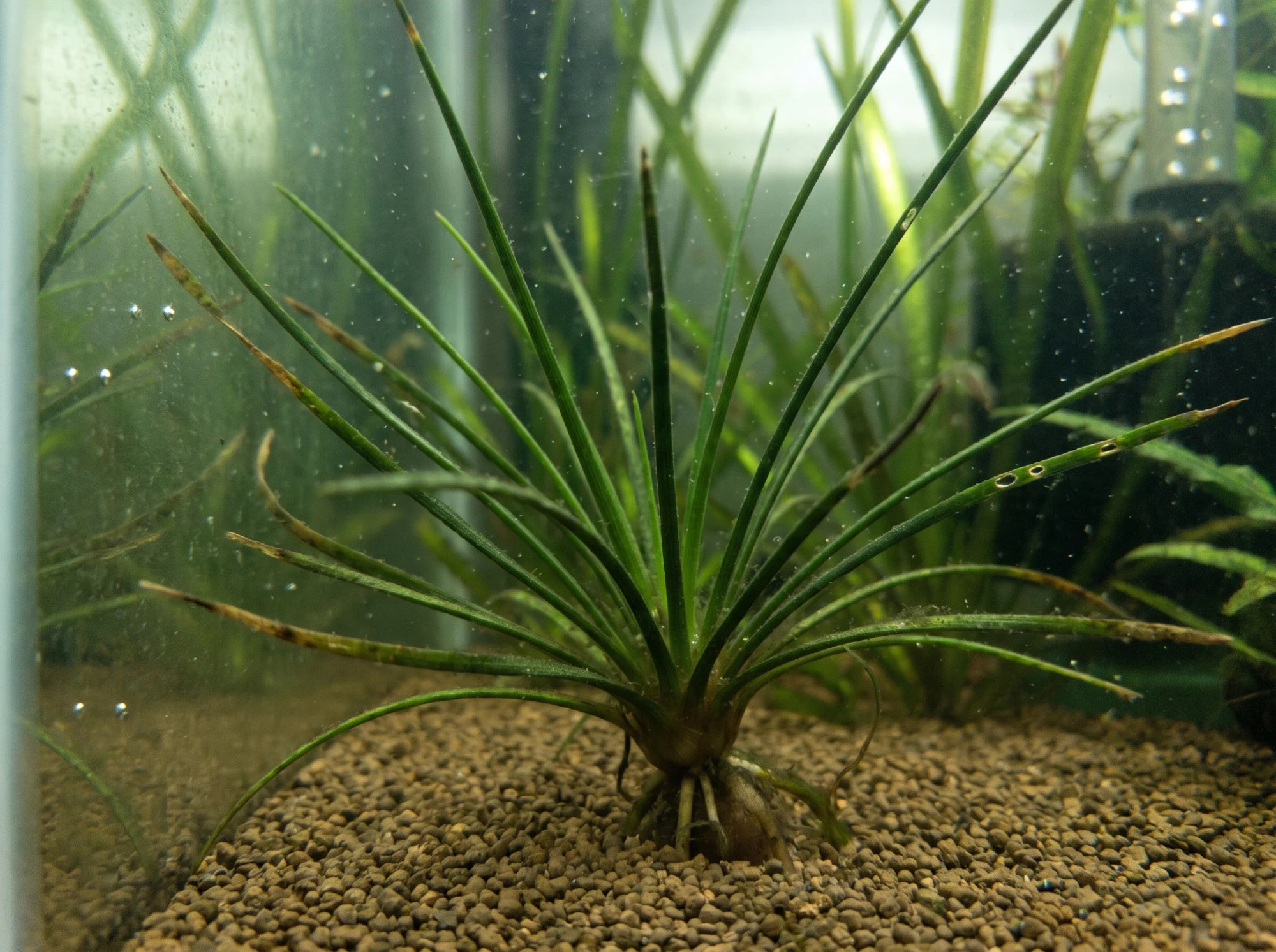 Isoetes mediterráneo