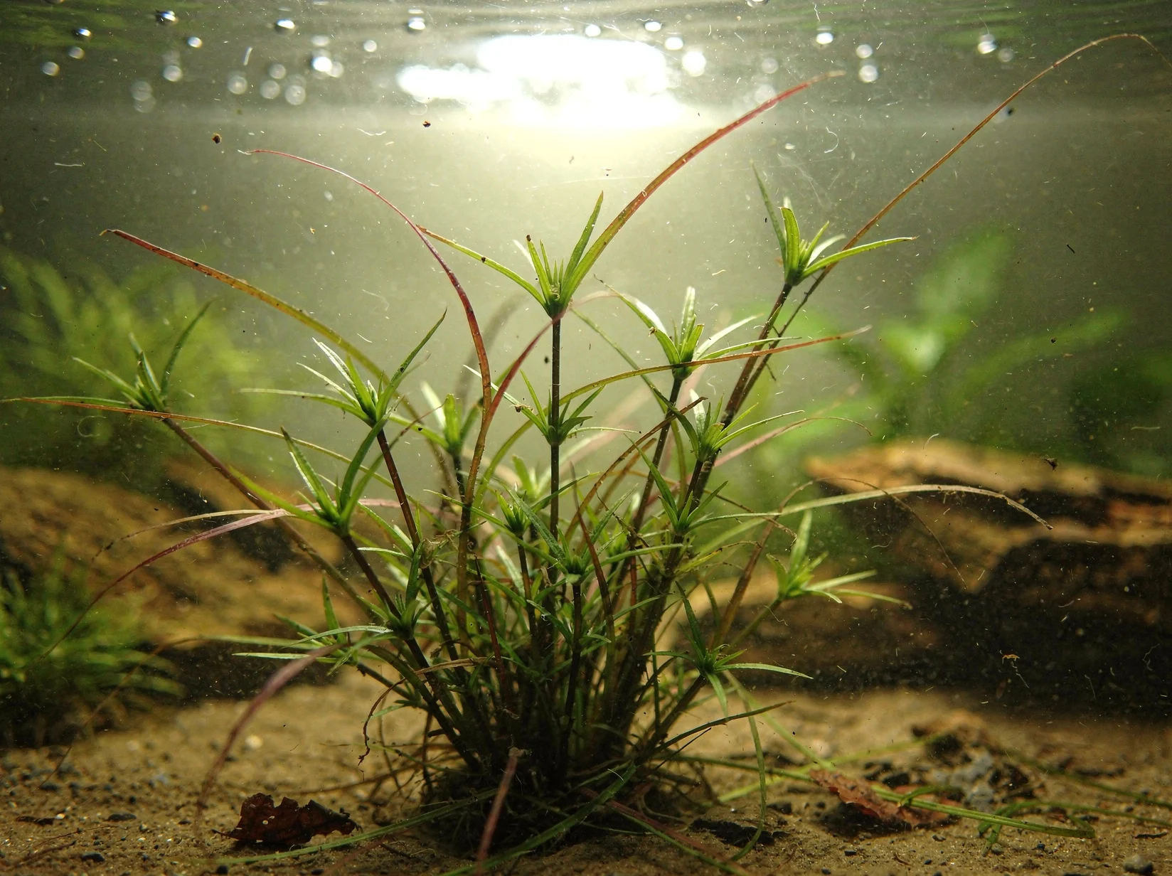 Creeping Rush