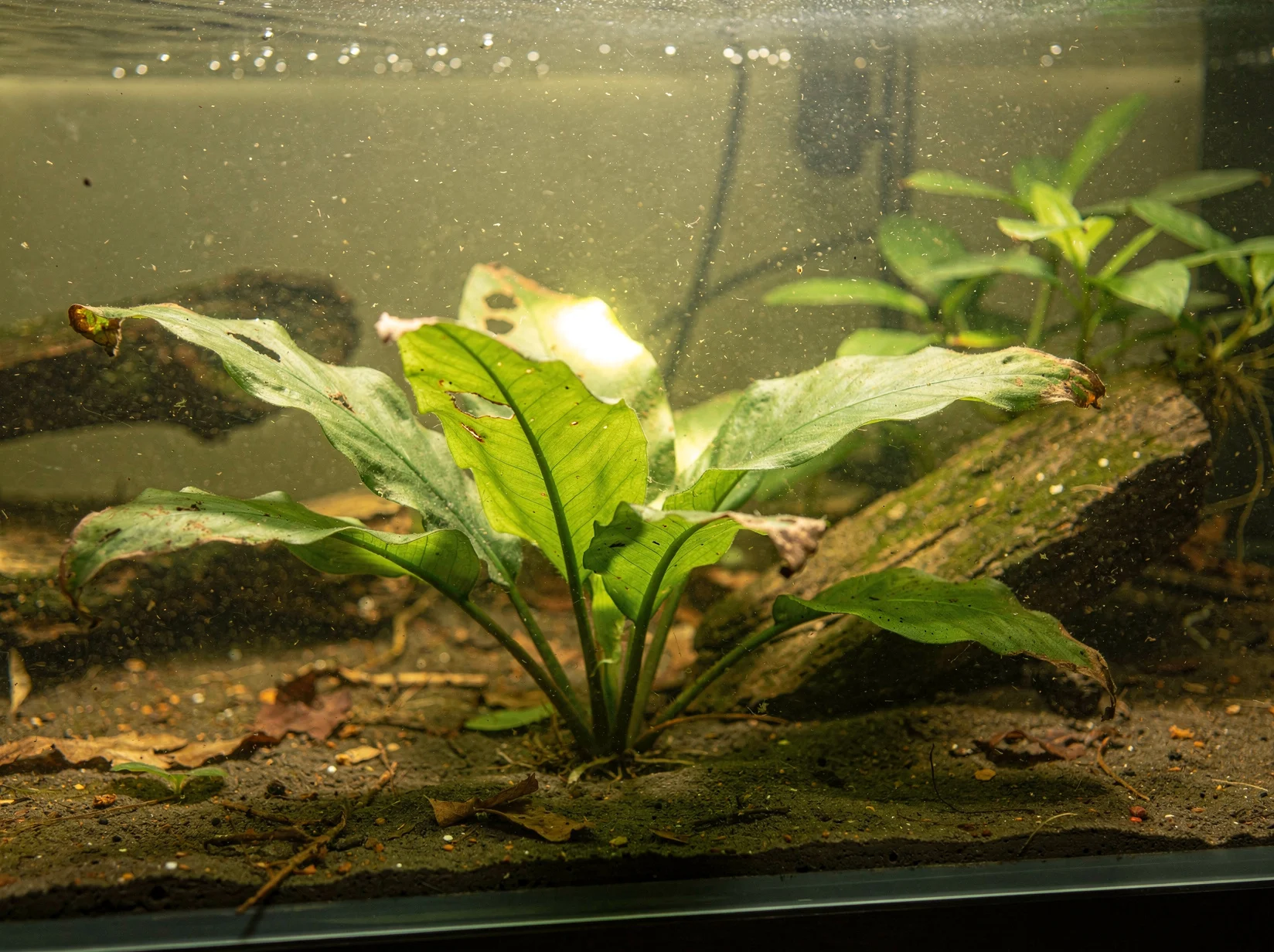 Red Lagenandra