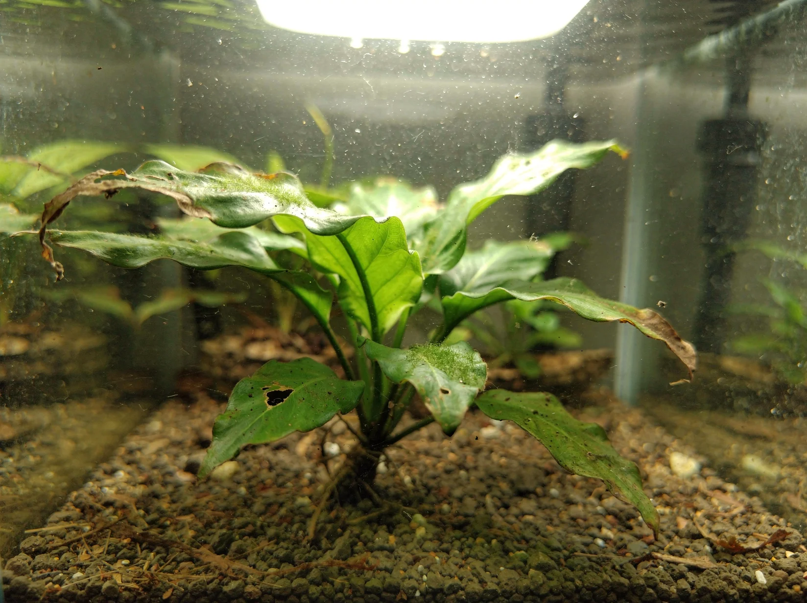 Nair's Lagenandra