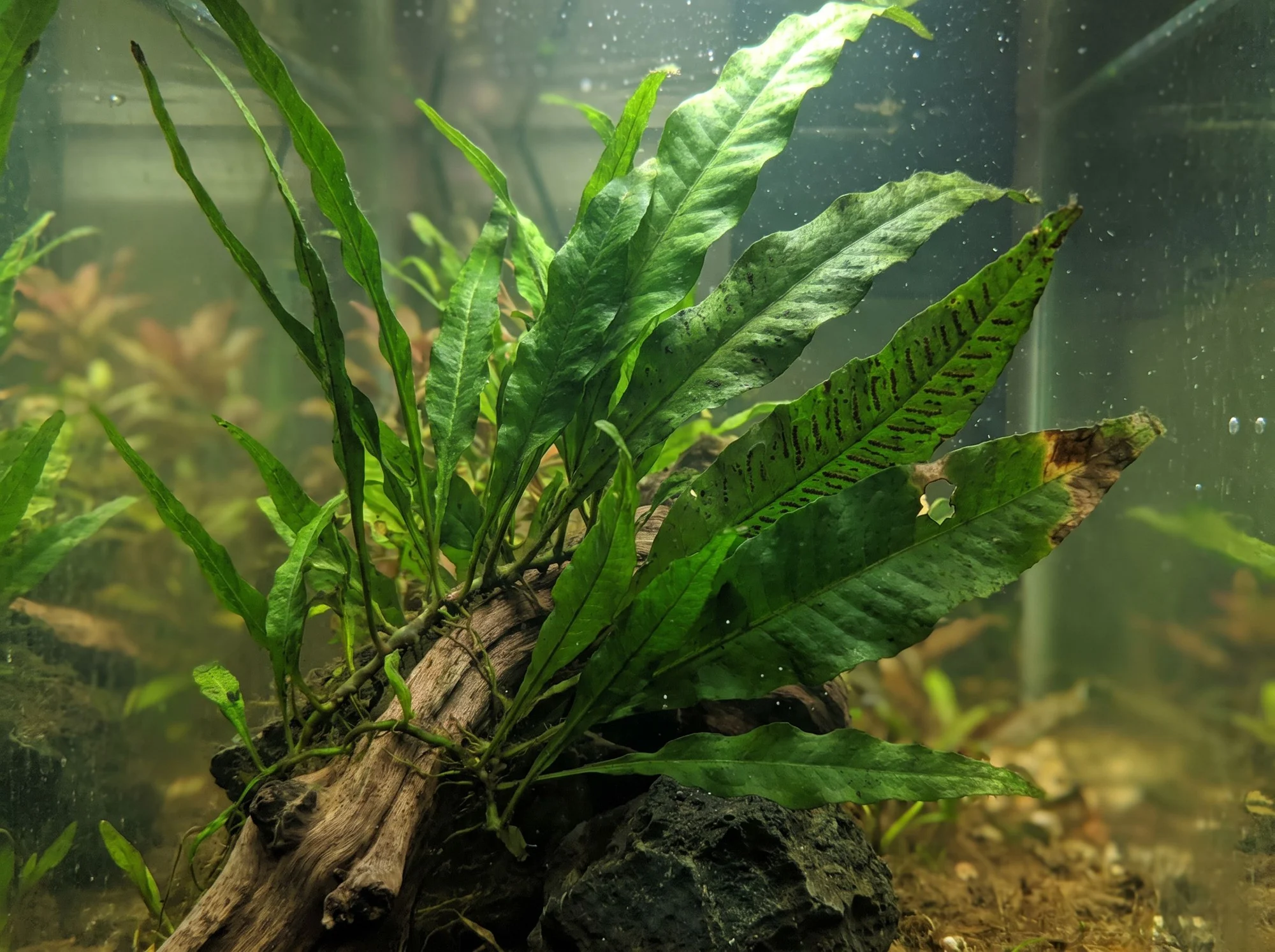 Java Fern