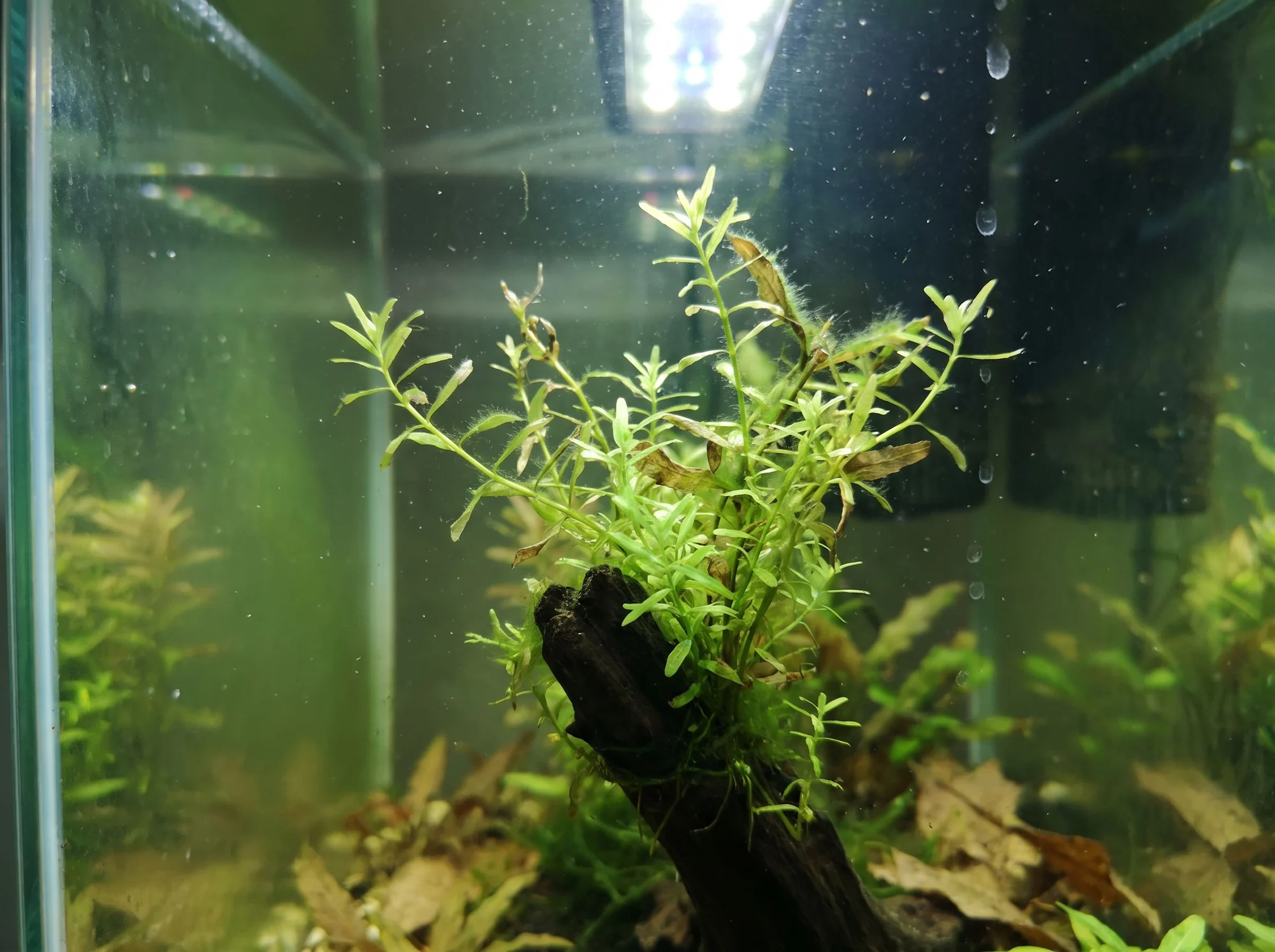 Stringy Moss