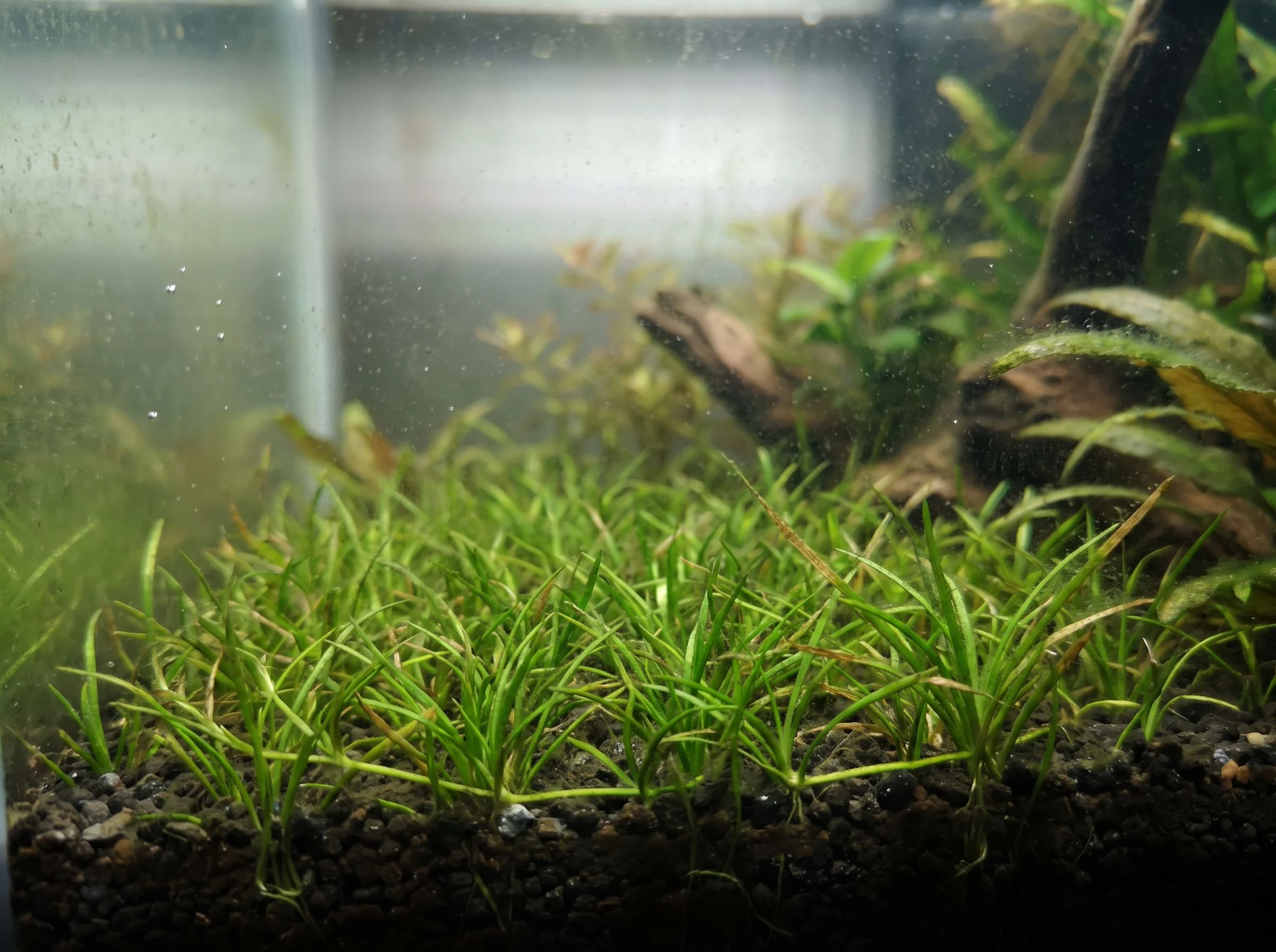 Carolina Micro Sword