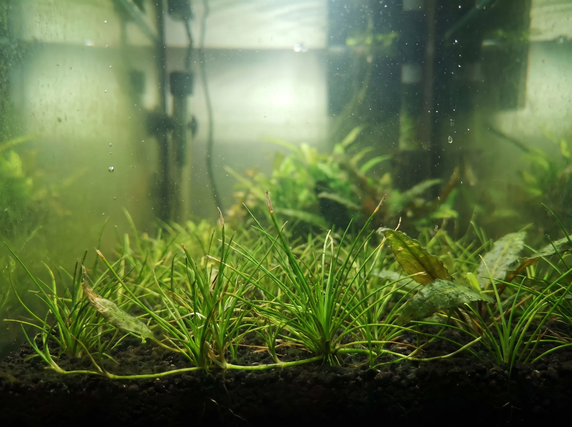 Narrow Leaf Micro Sword