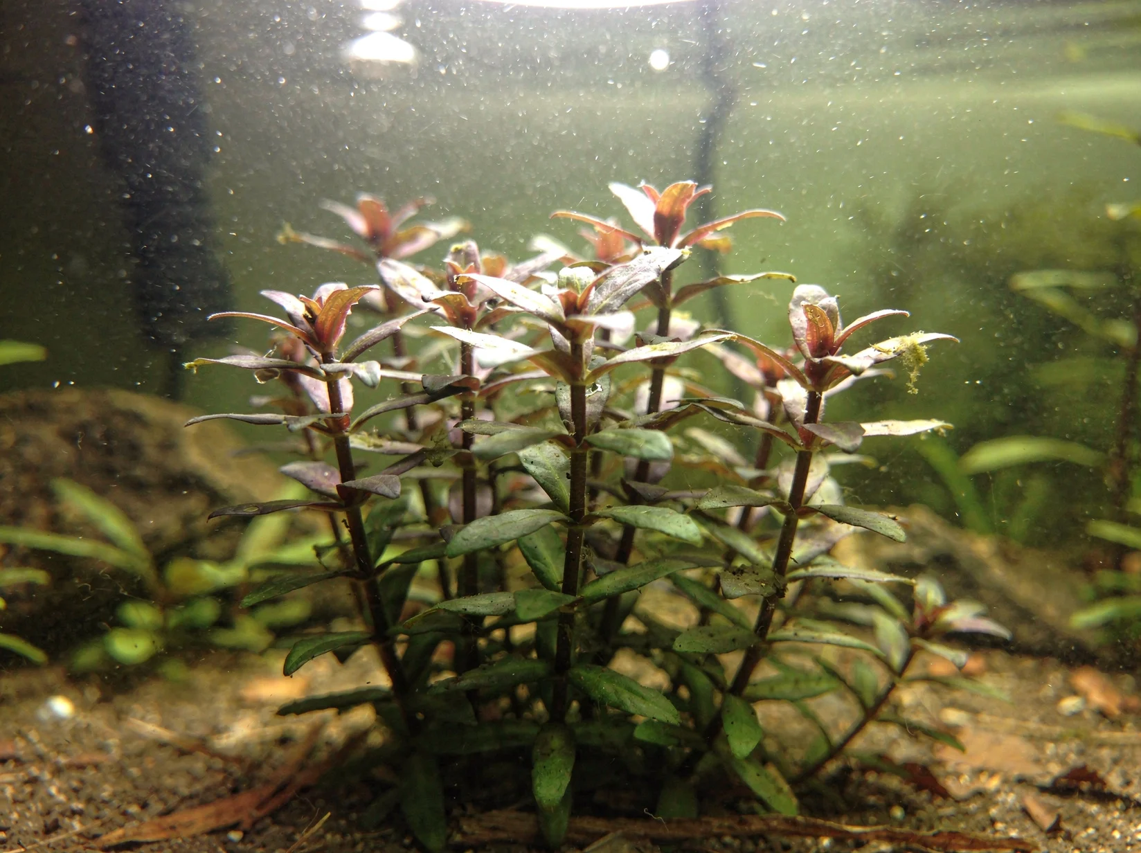 Limnophila aromática 'Mini'