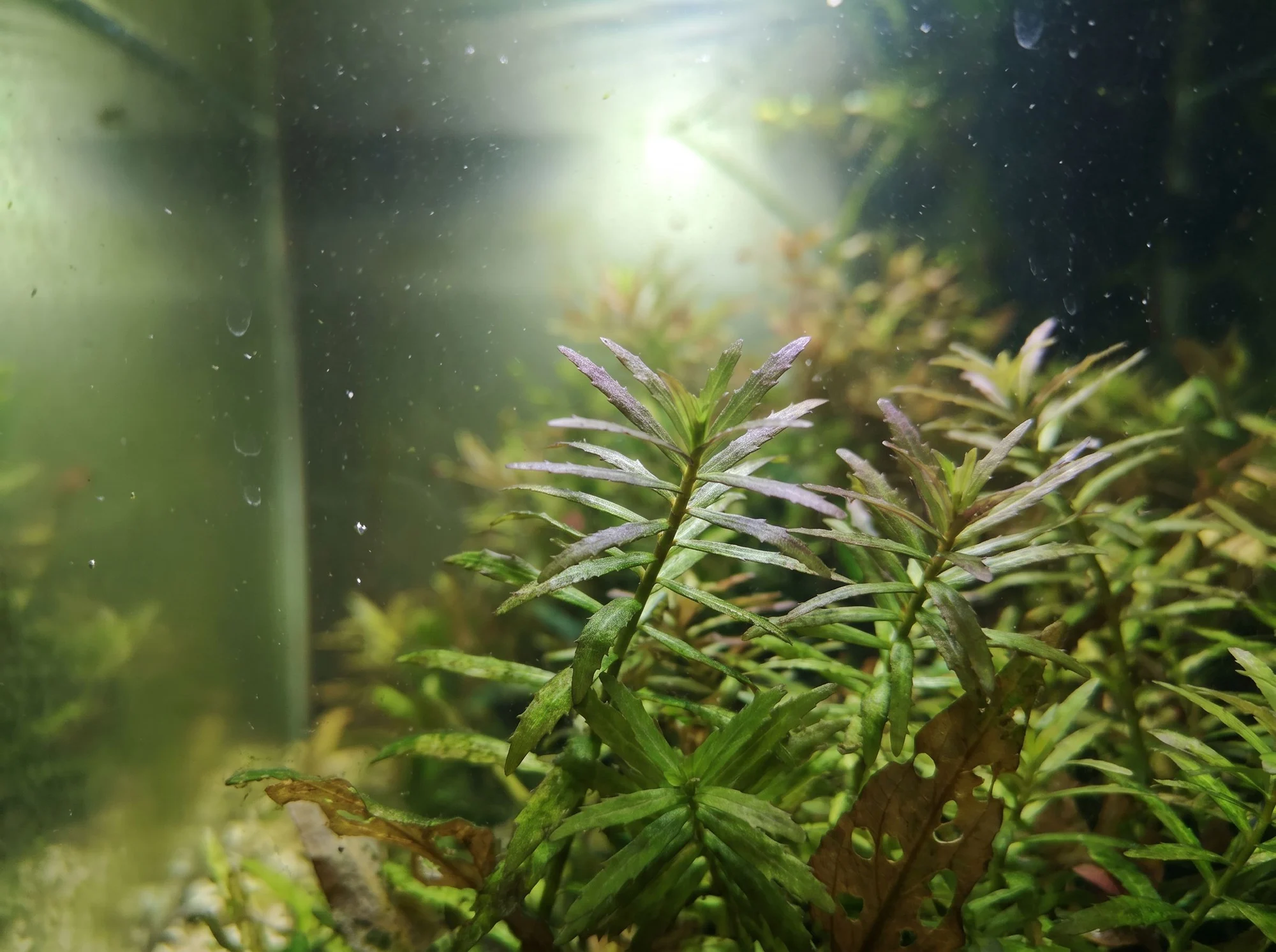 Rice Paddy Herb