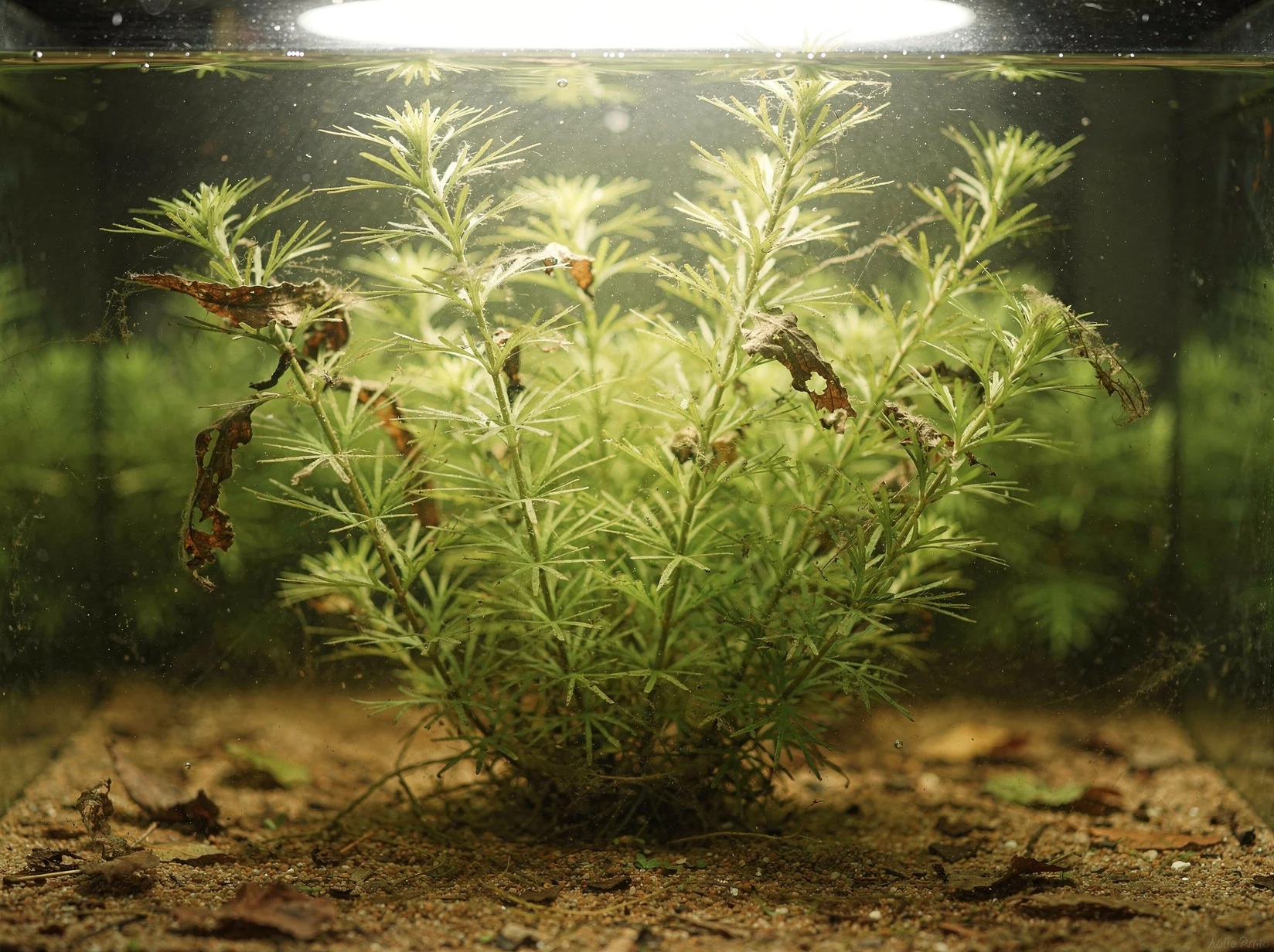 Brown's Limnophila