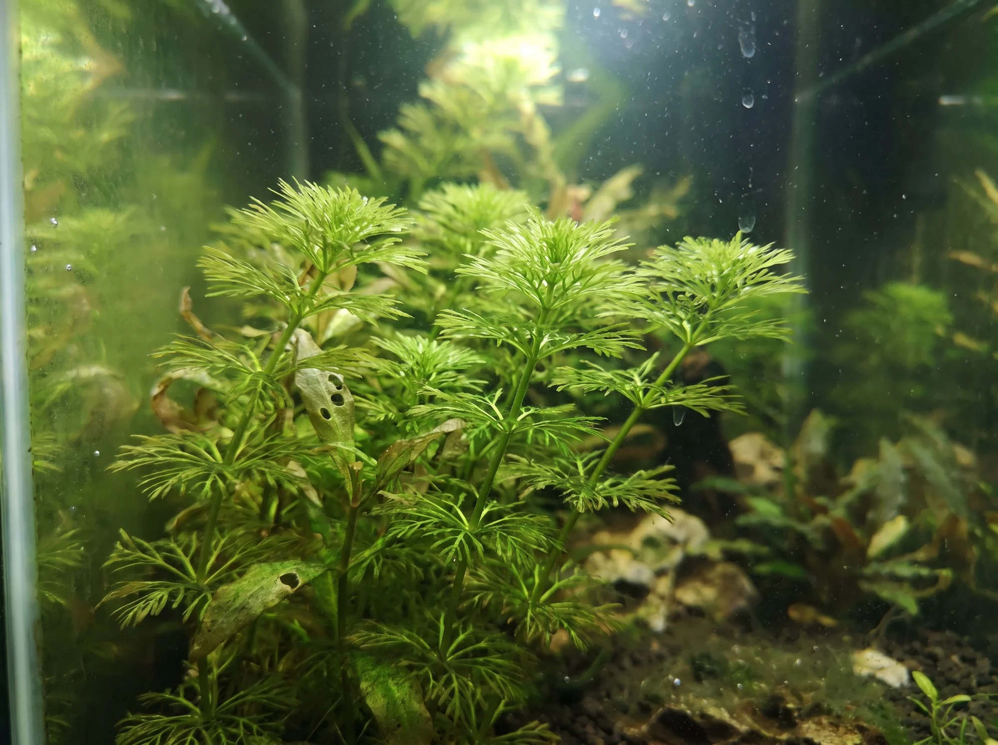 Feathered Limnophila