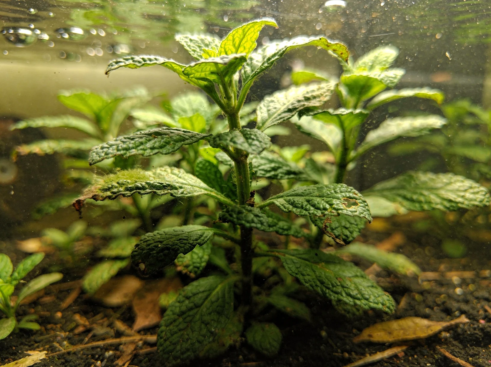 Wrinkled Limnophila
