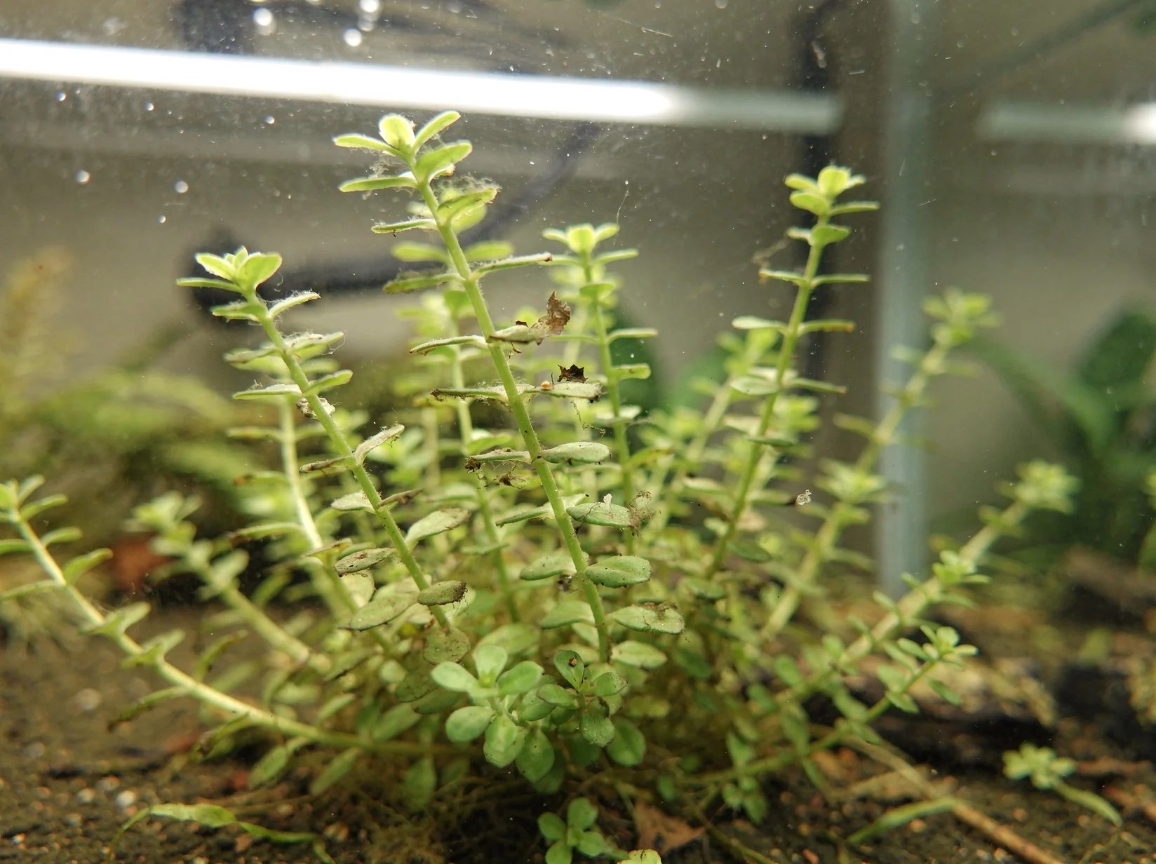 Blue Moneywort
