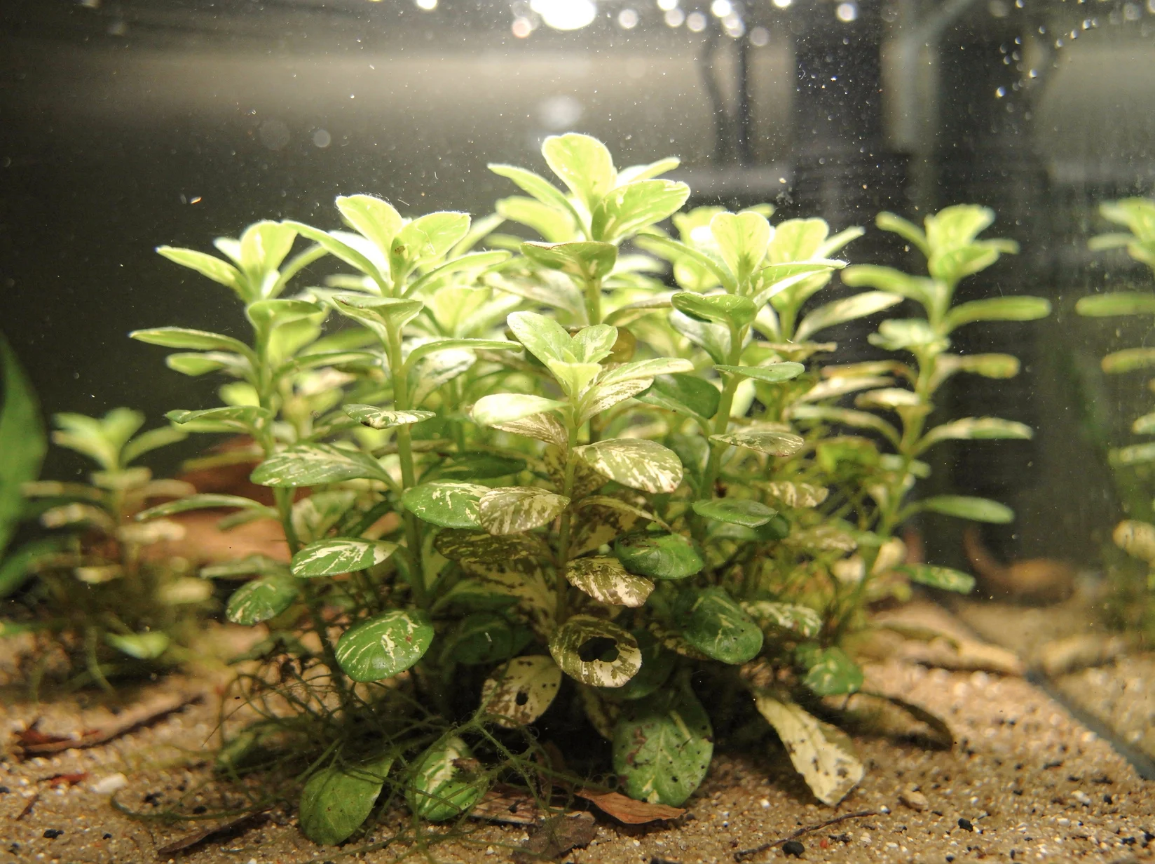 Round-leaf Lindernia
