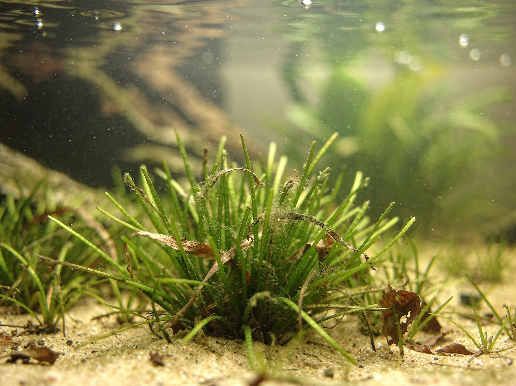 Shoreweed
