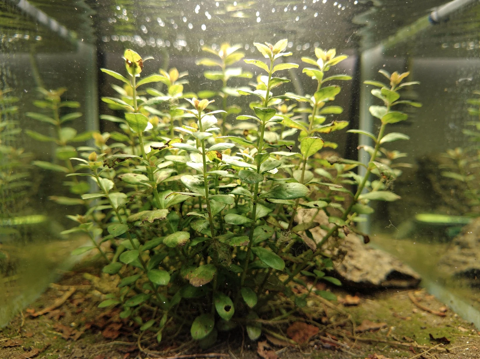Cardinal Plant