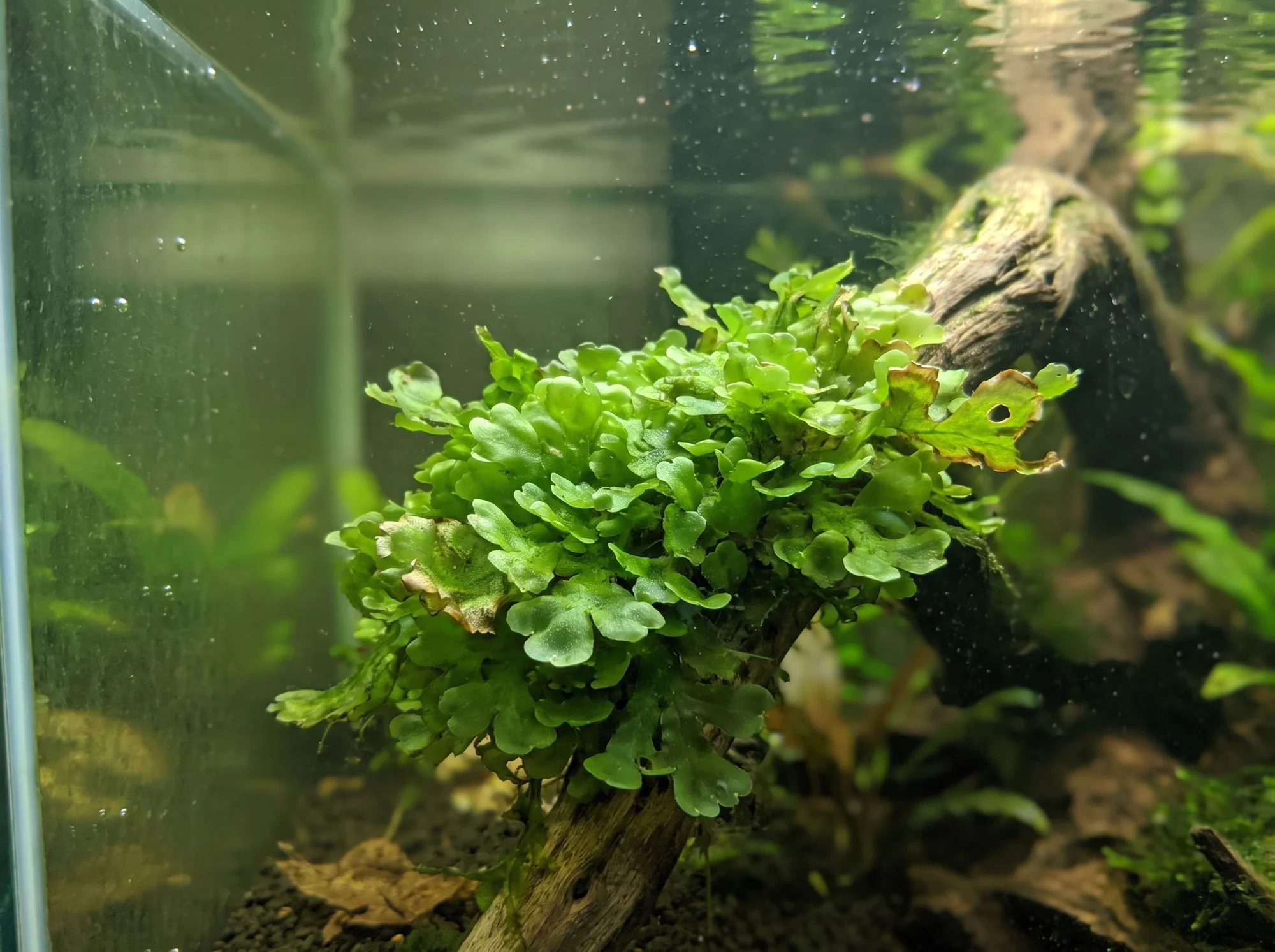 Süsswassertang
