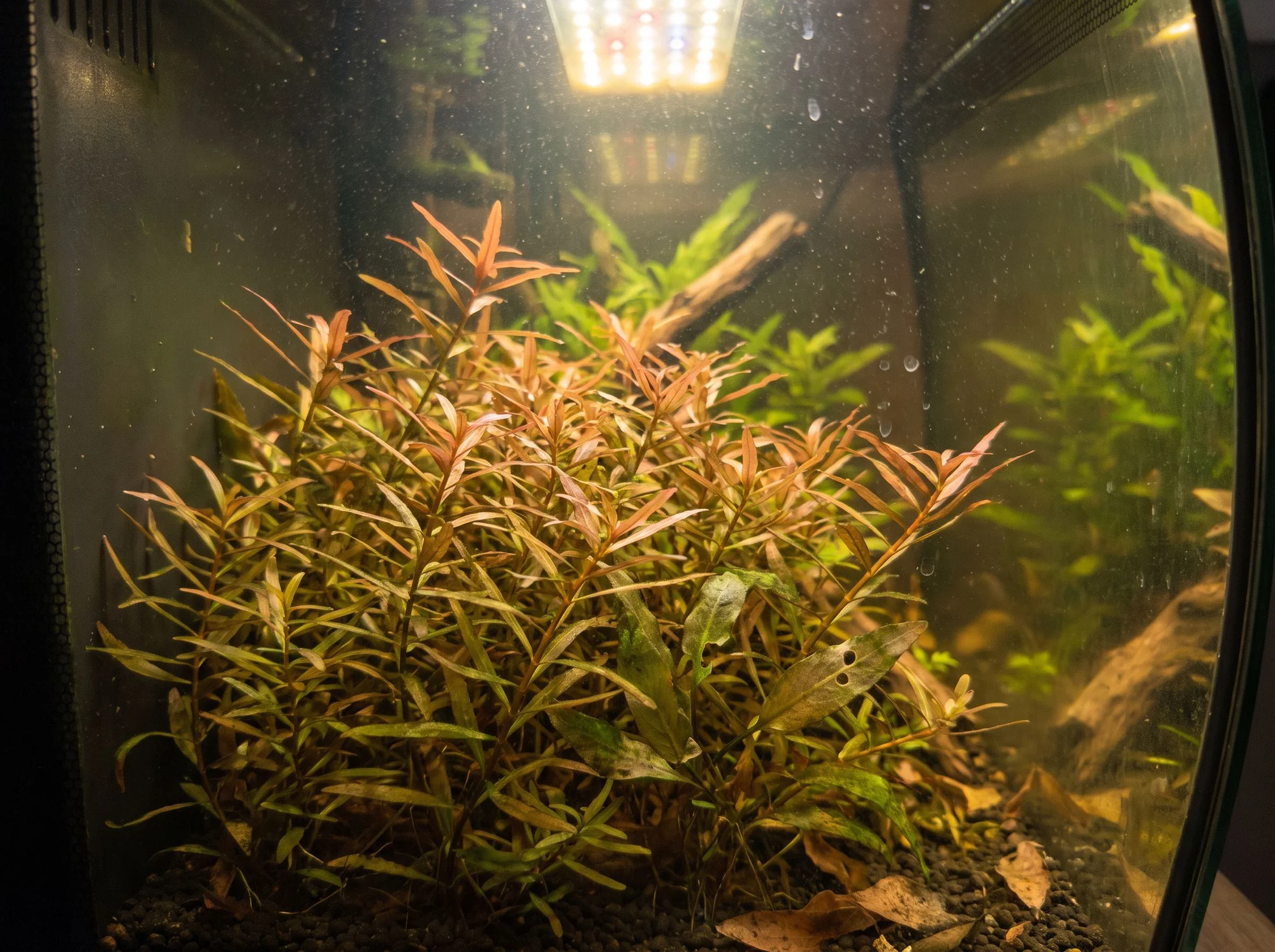Ludwigia de hoja de aguja