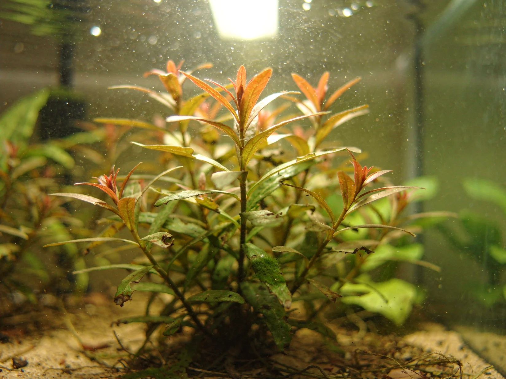 Needle-leaf Ludwigia