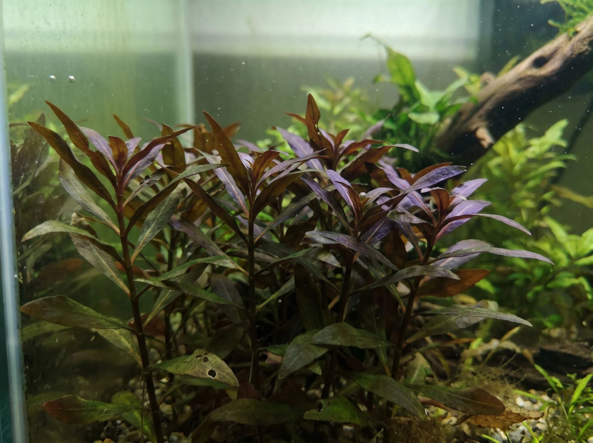 Cylindricfruit Ludwigia