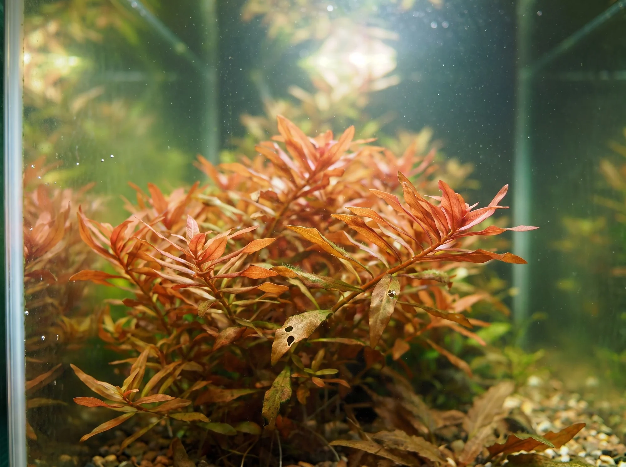 Pantanal Ludwigia