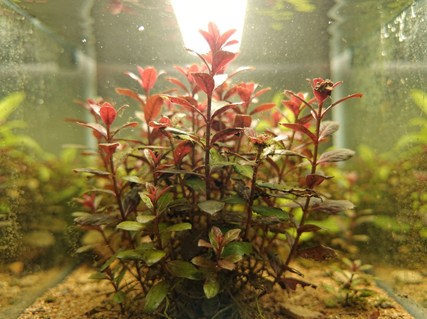 Marsh Ludwigia