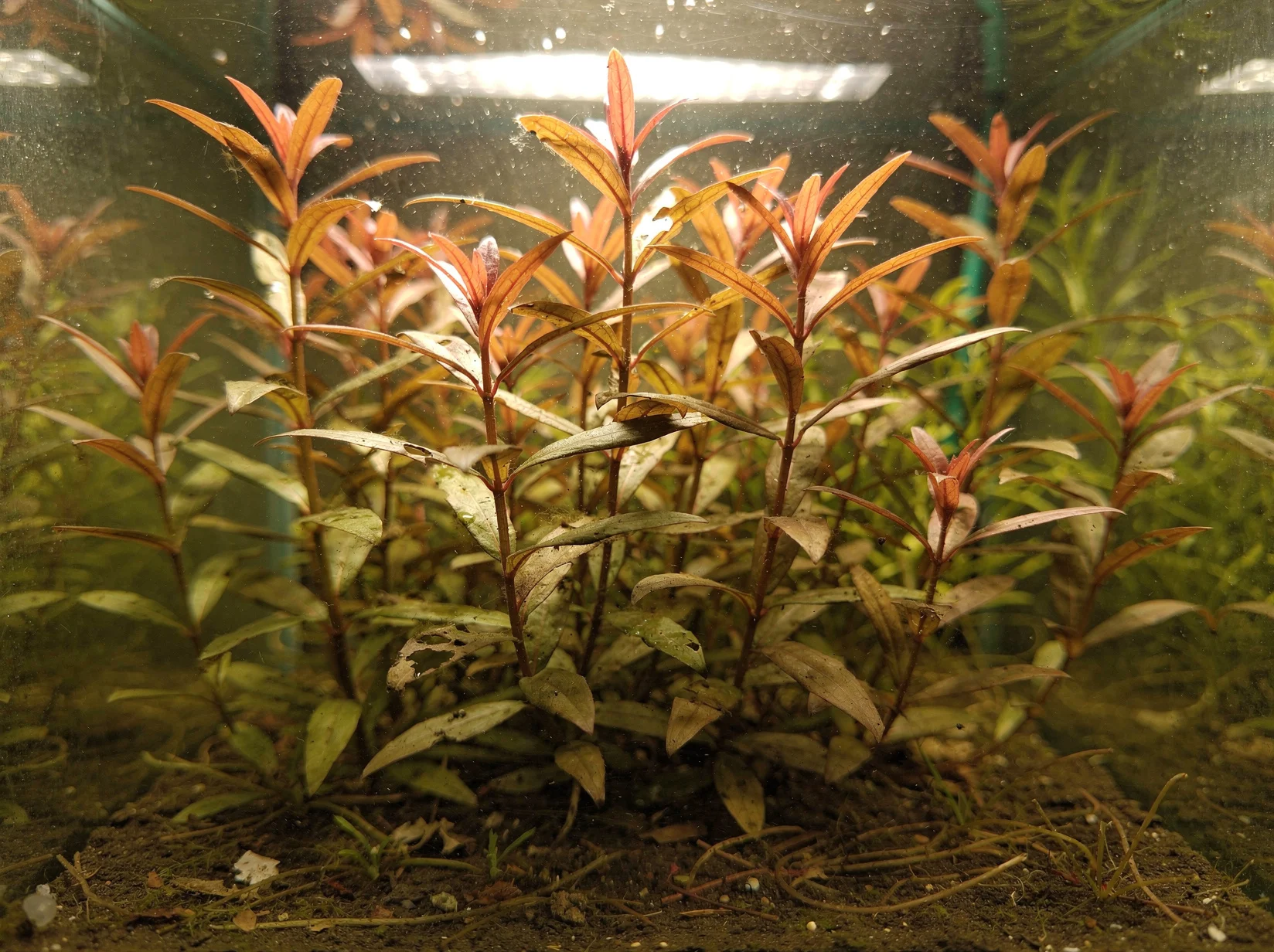 Ludwigia repens × arcuata