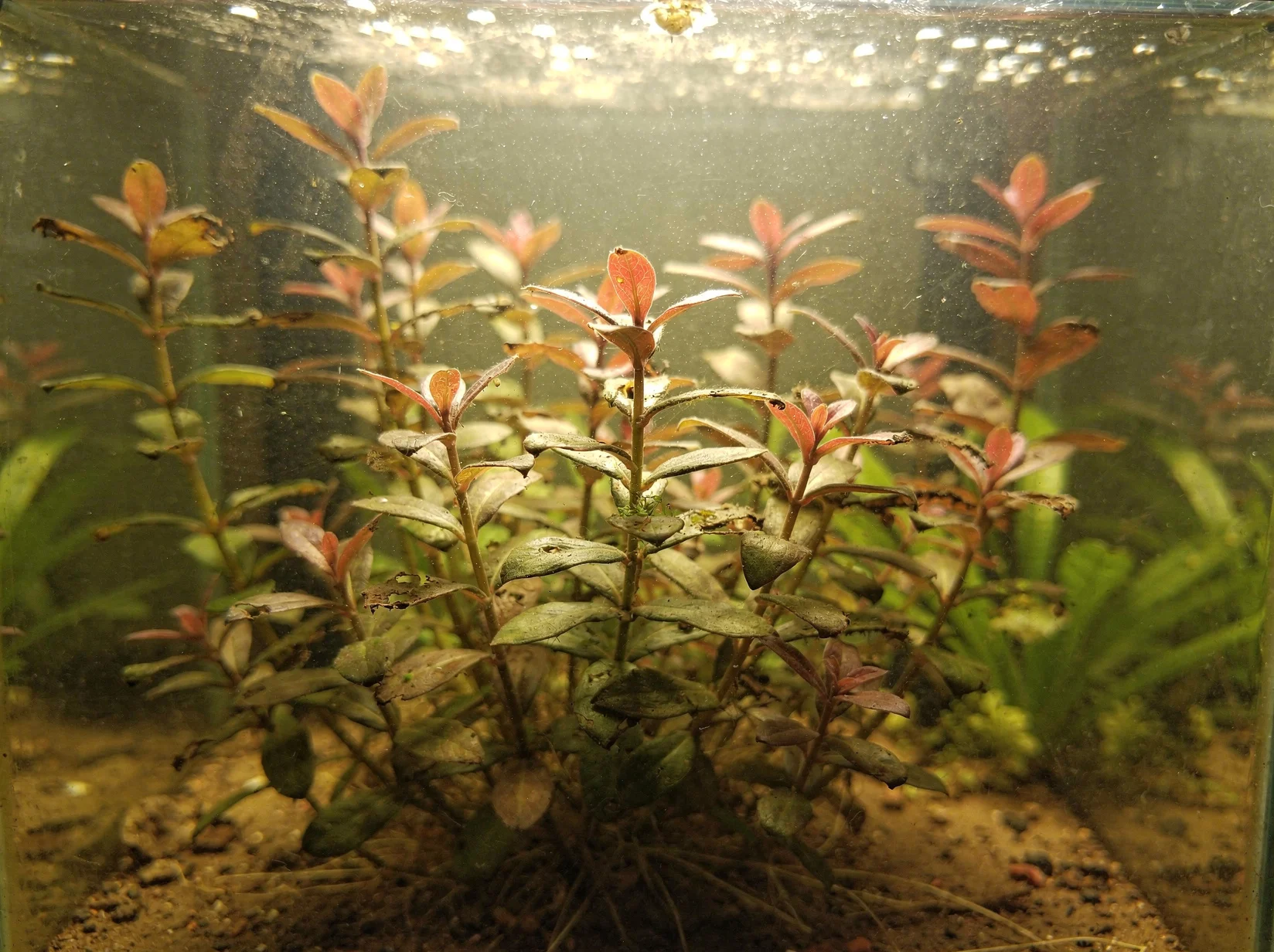 Red Ludwigia