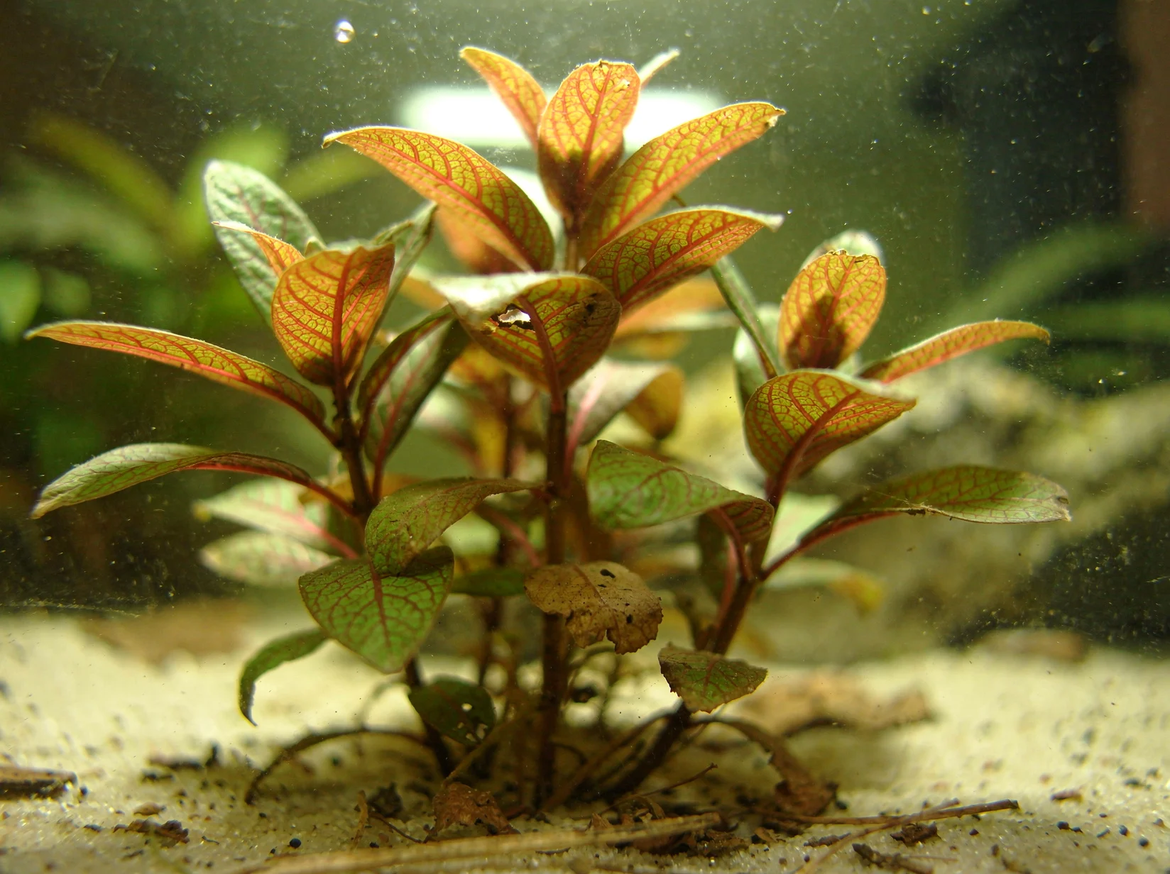 Guinea Ludwigia
