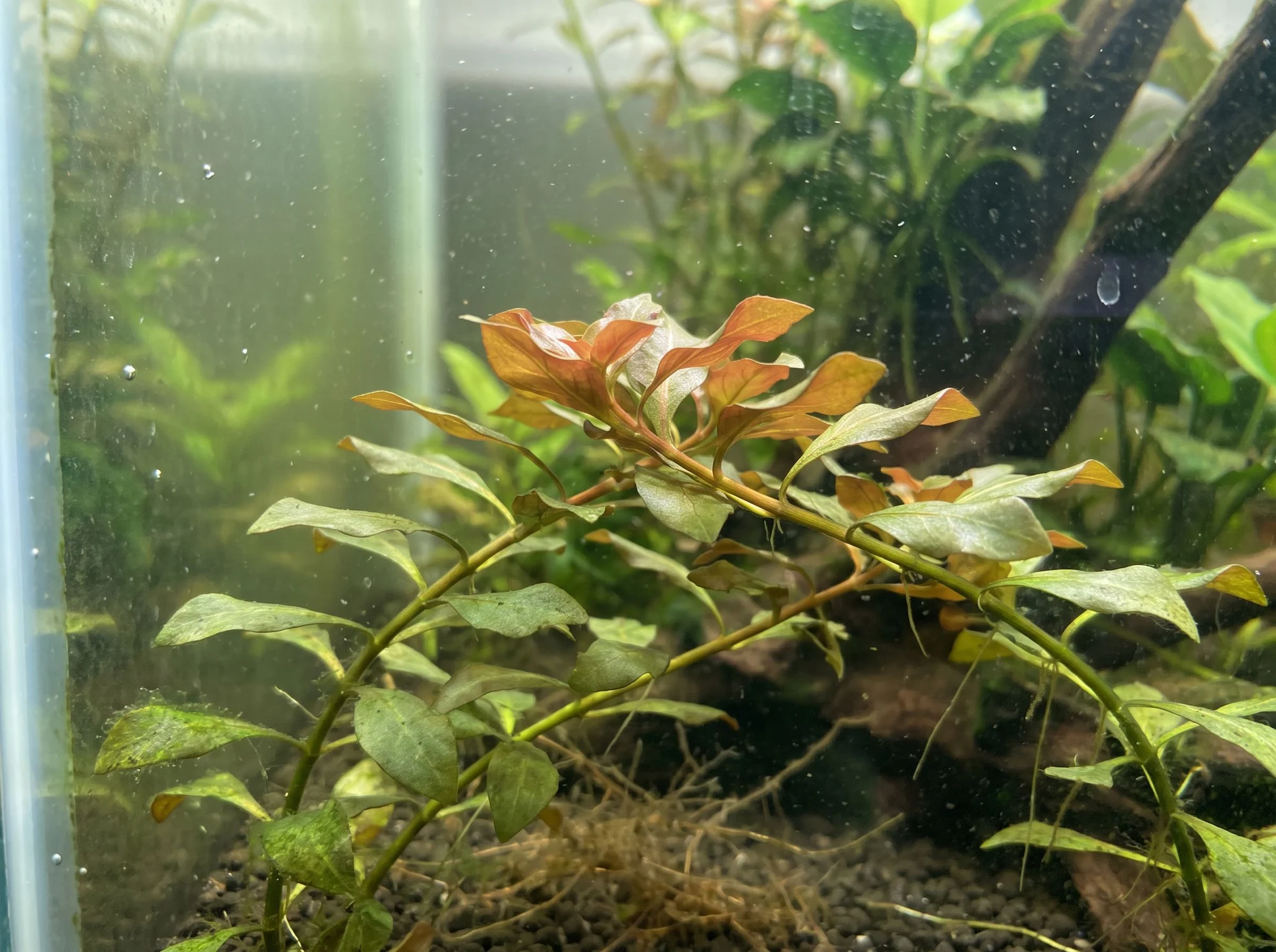 Globefruit Ludwigia
