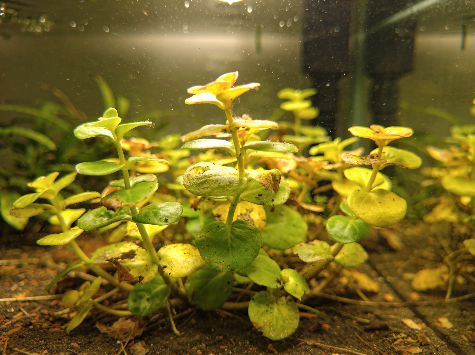 Creeping Jenny