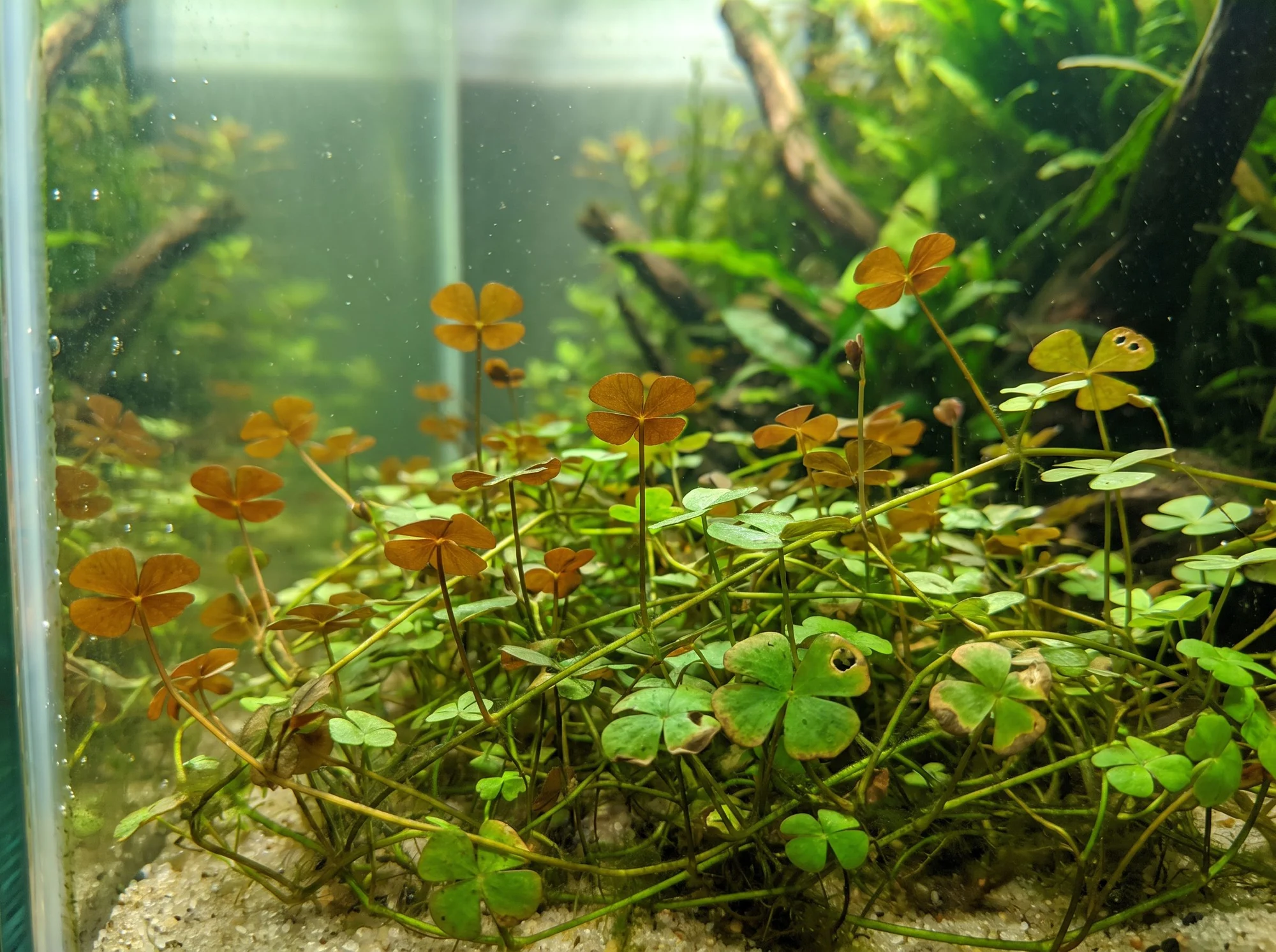 Narrow-leaf Clover