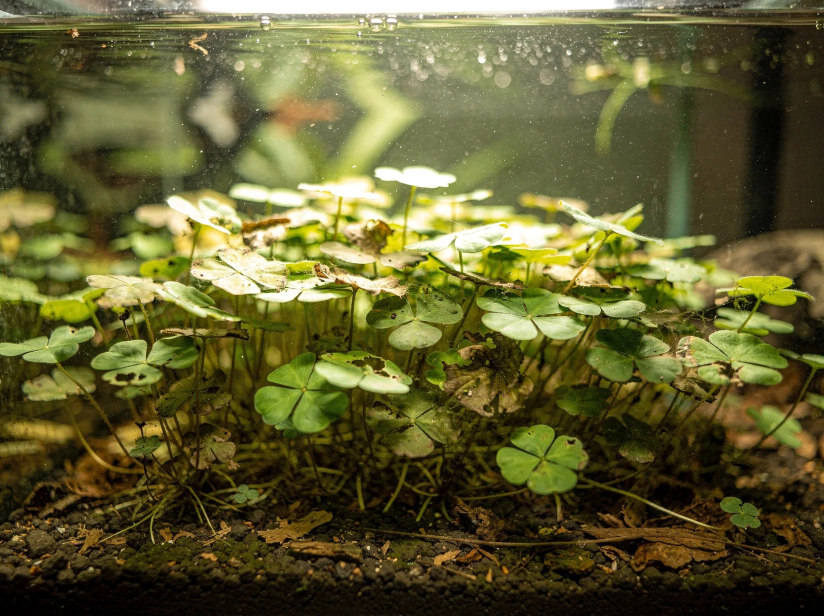 Dwarf Clover