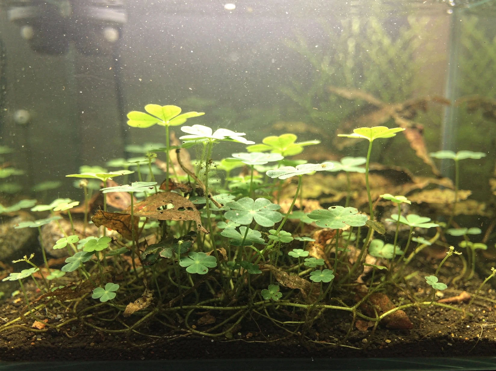 Dwarf Clover