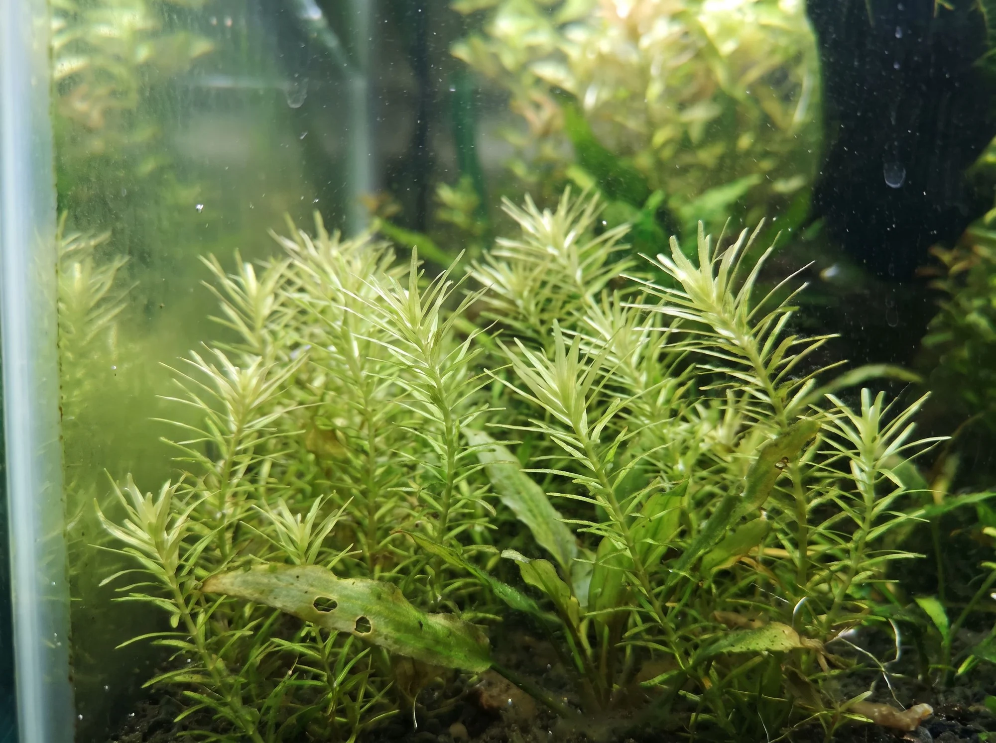 Bog Moss