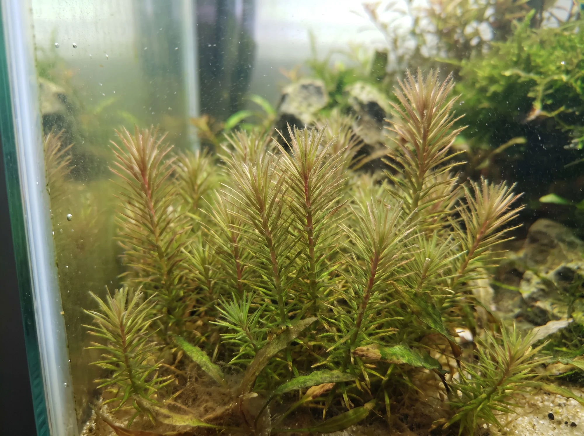 Dense Mayaca