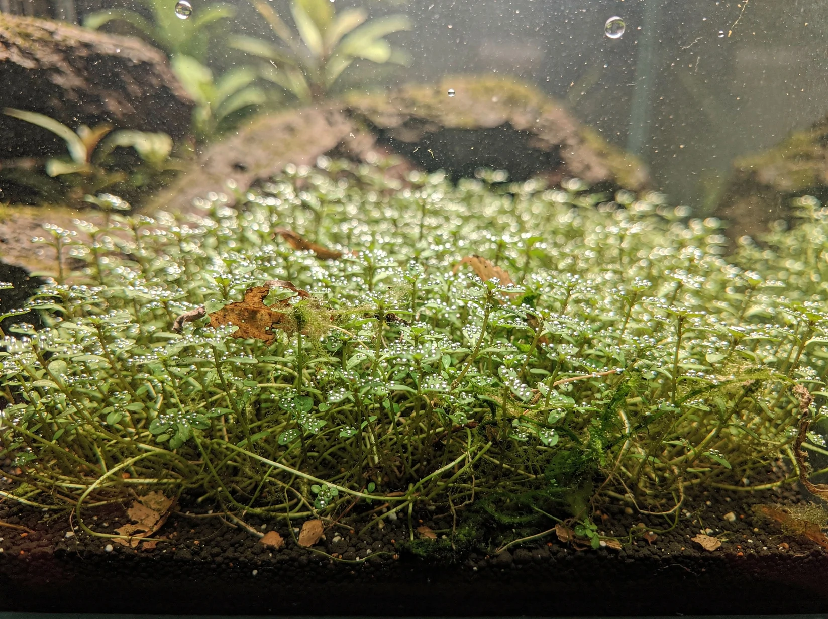 Dwarf Baby Tears