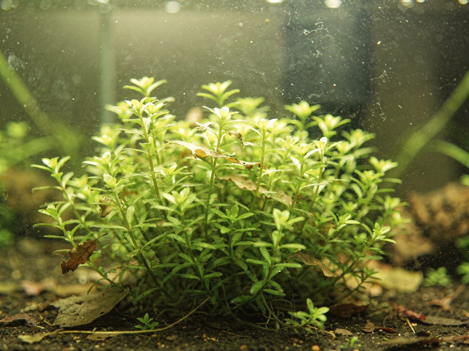Pearlweed