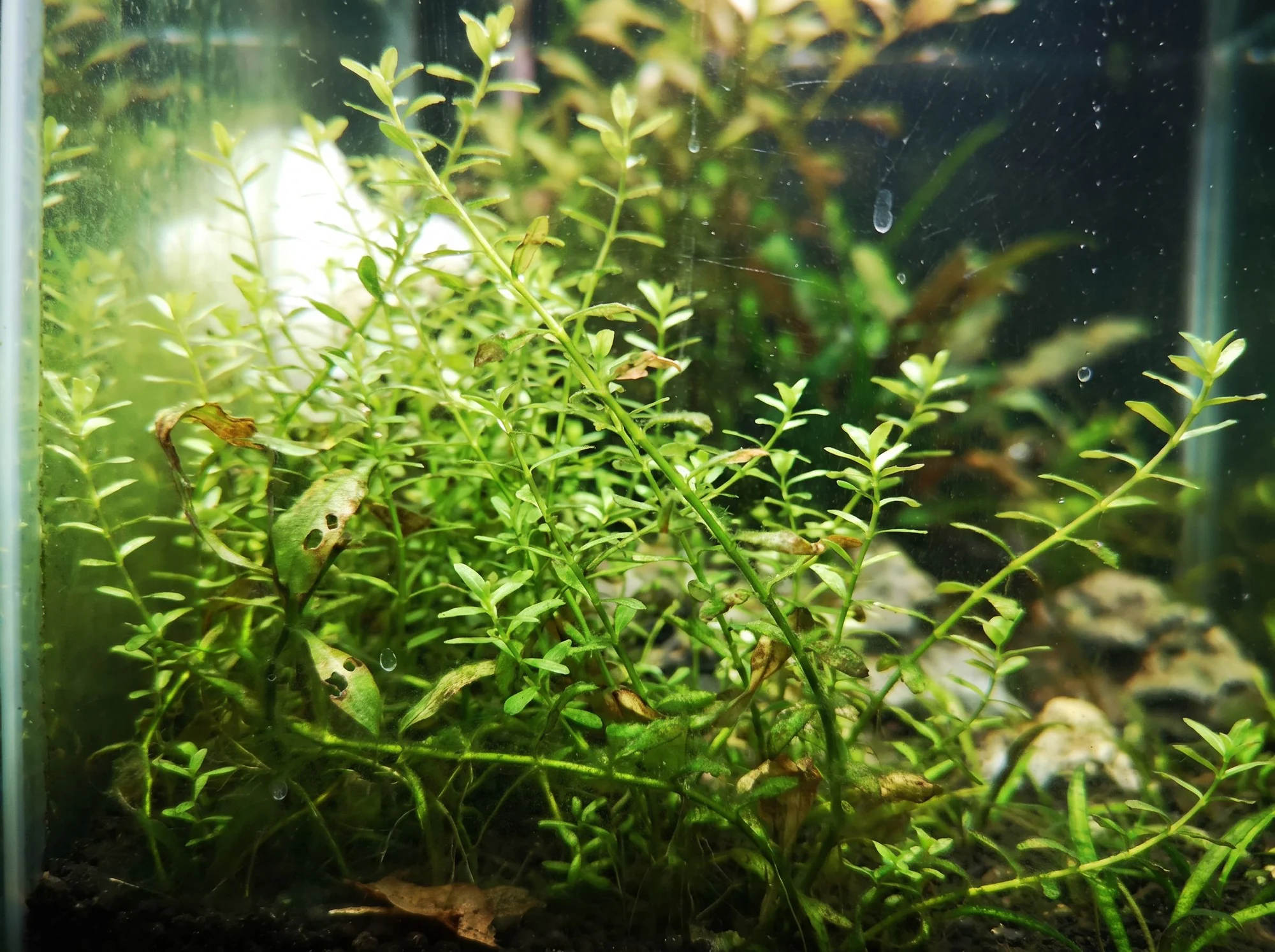 Dwarf Microcarpaea