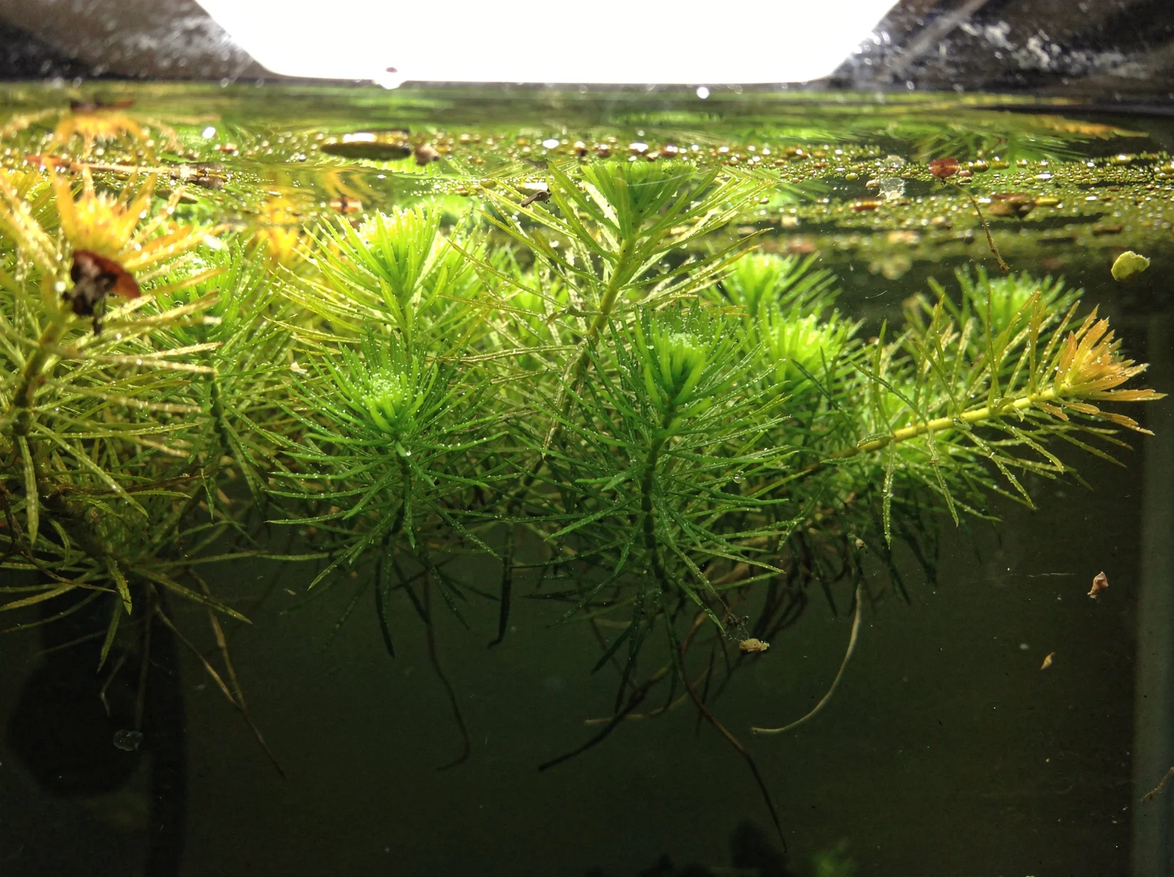 Myriophyllum aquaticum 'Green'