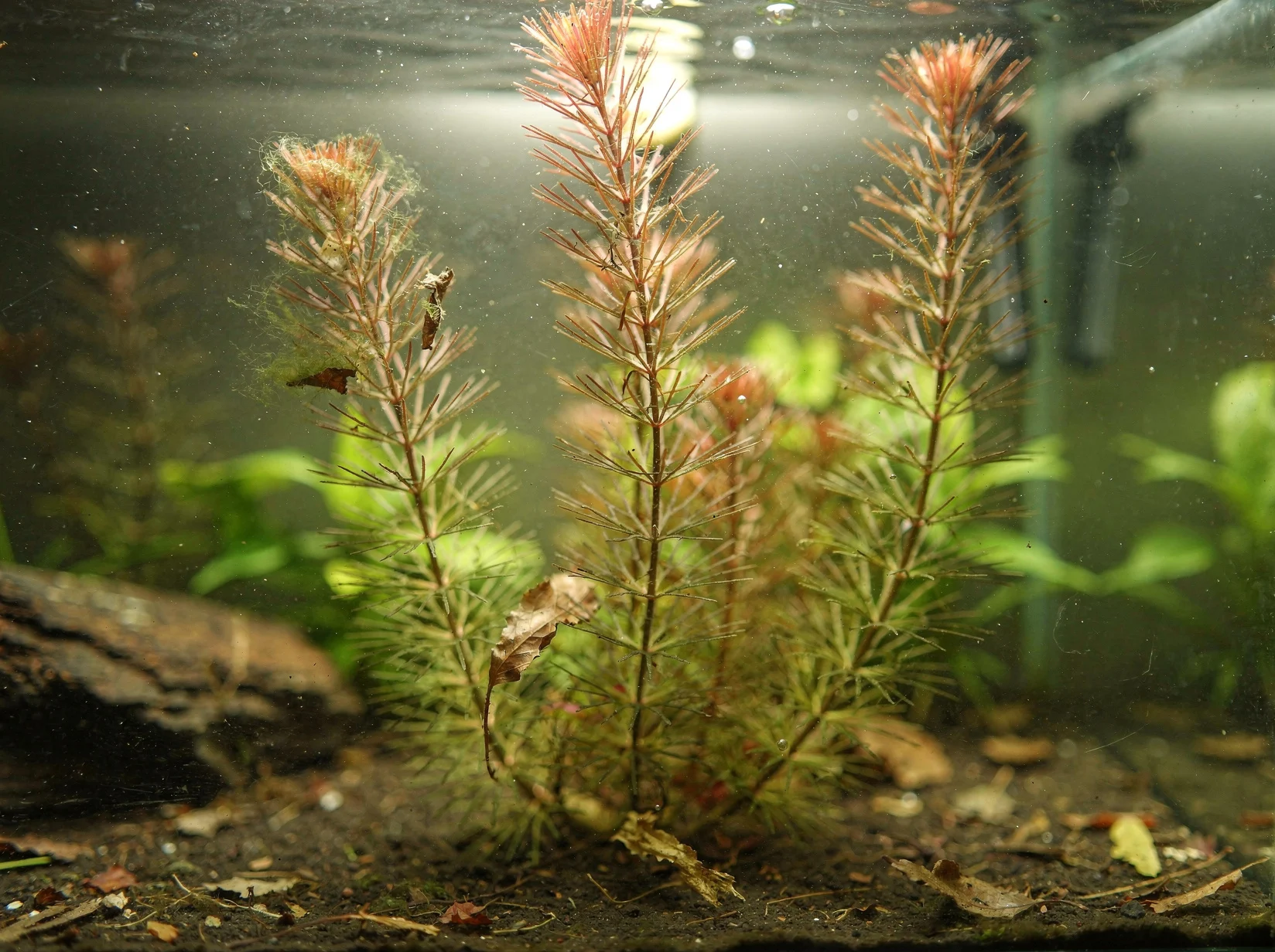 Cutleaf Watermilfoil
