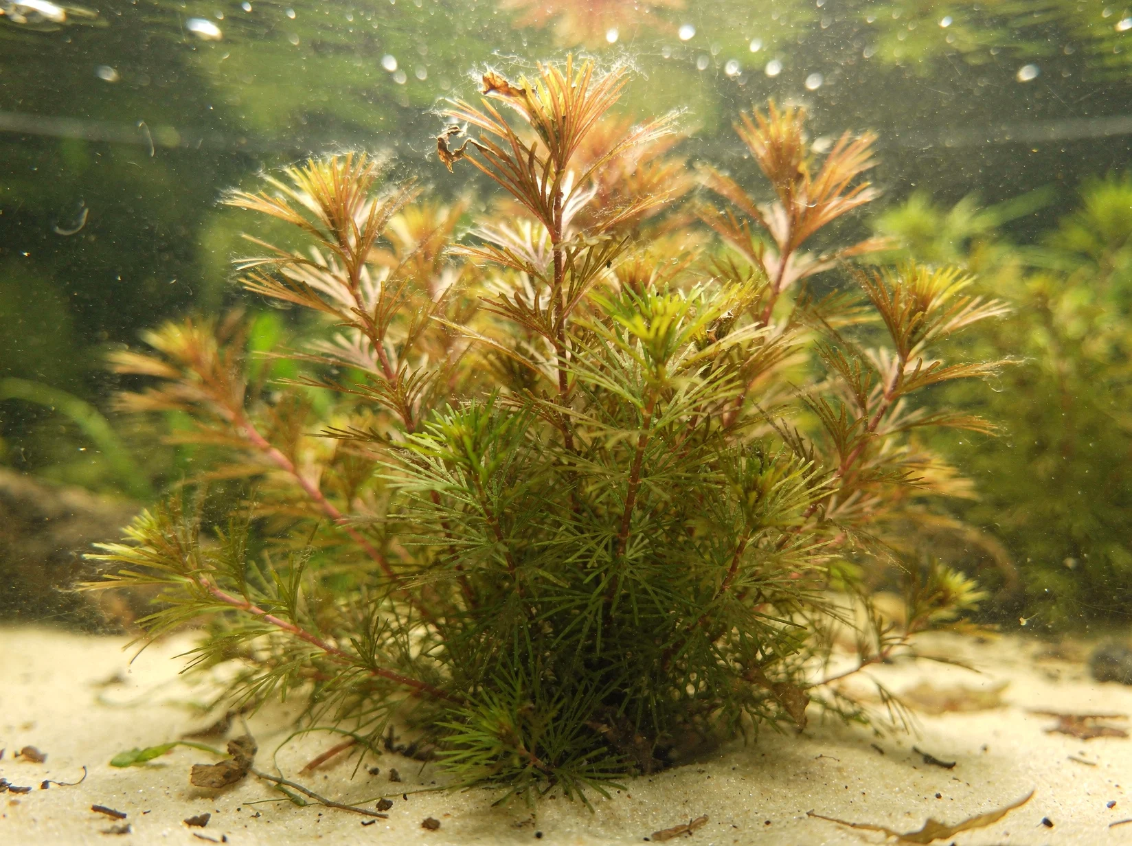 Hard-water Watermilfoil