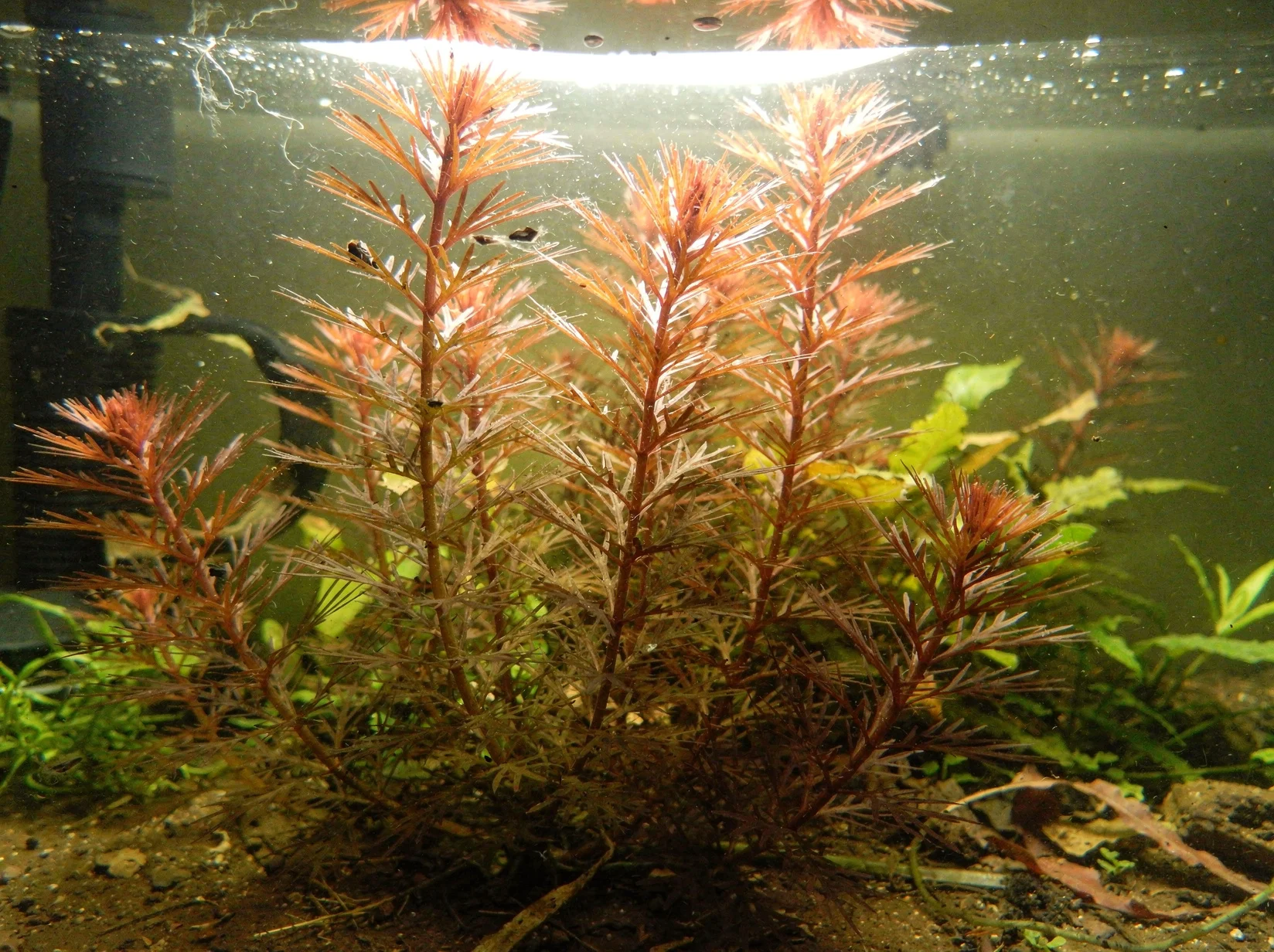 Red Watermilfoil